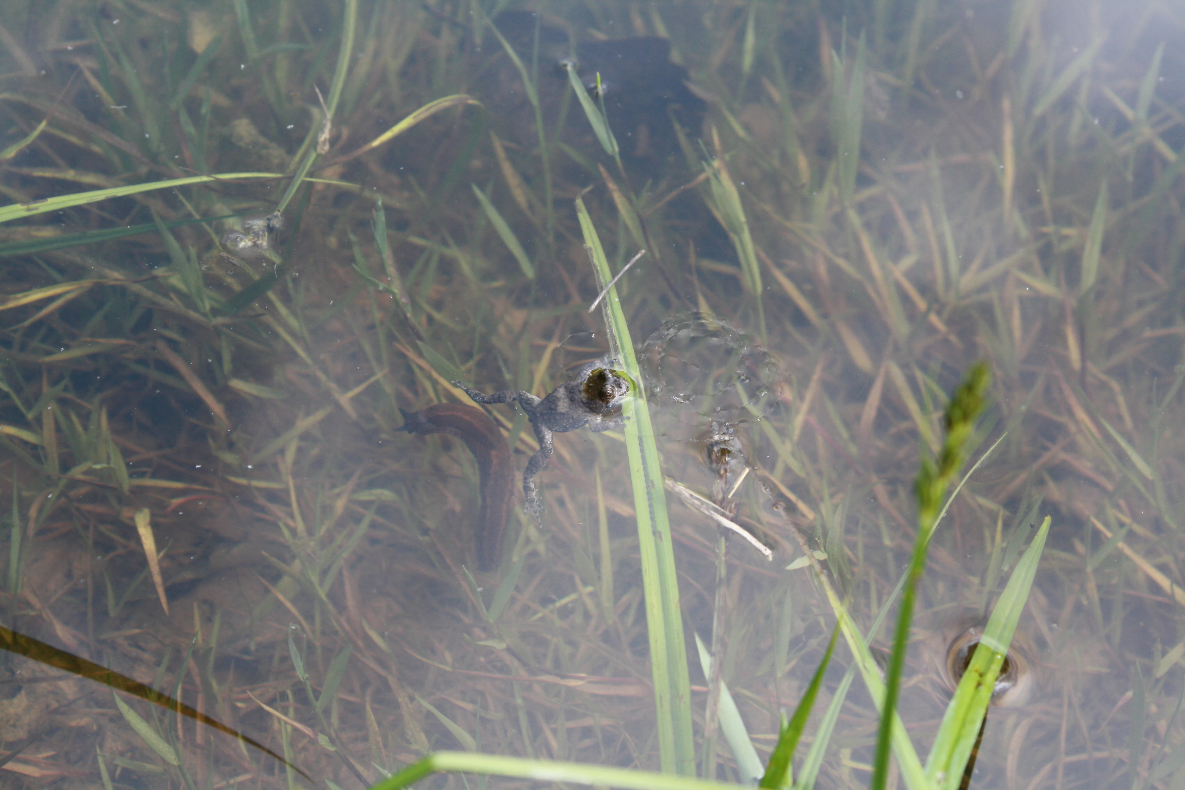 A close-up view of a frog partially submerged in shallow, murky water surrounded by aquatic grasses.