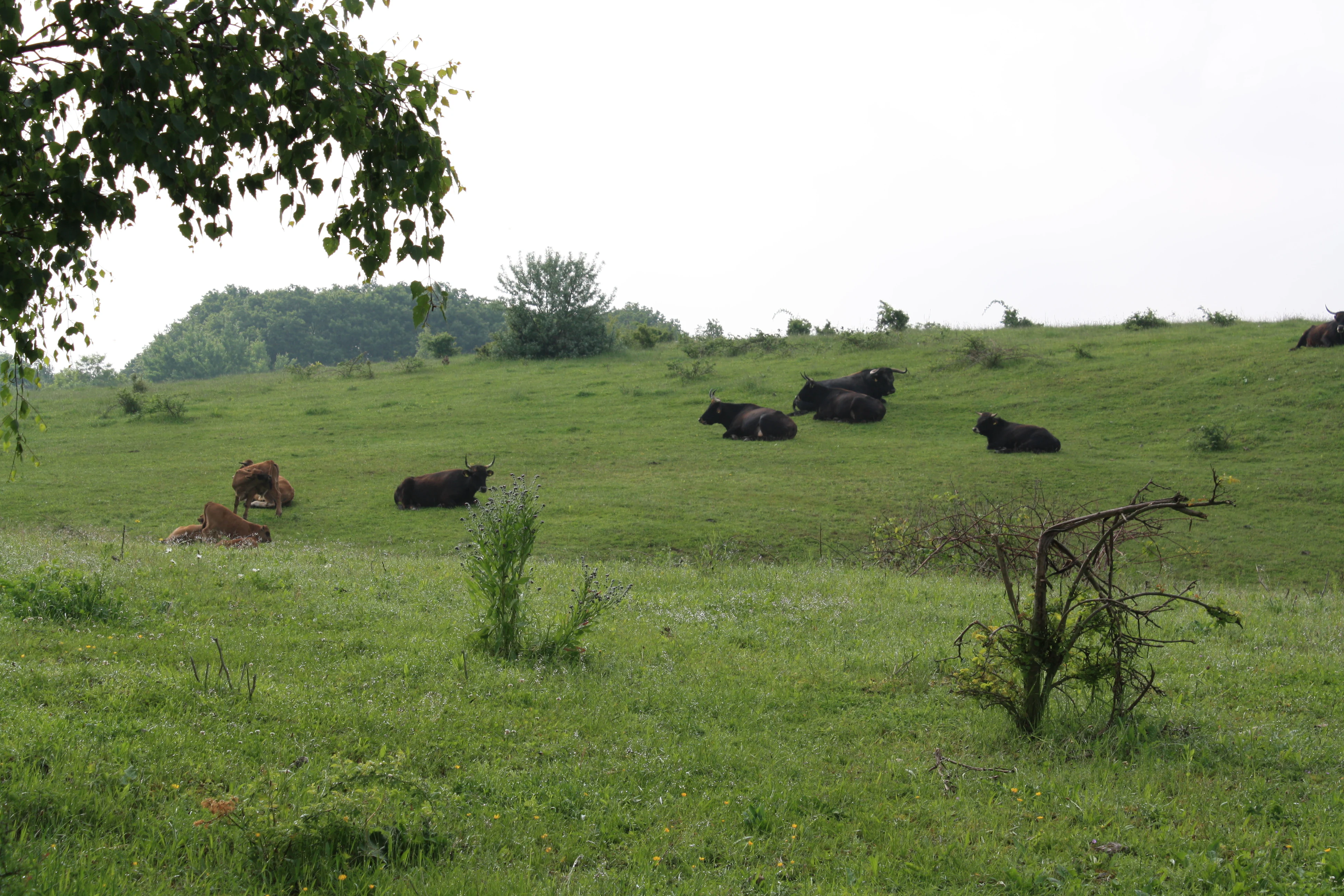 A group of dark-colored cattle resting on a gentle green grassy slope in a nature reserve.