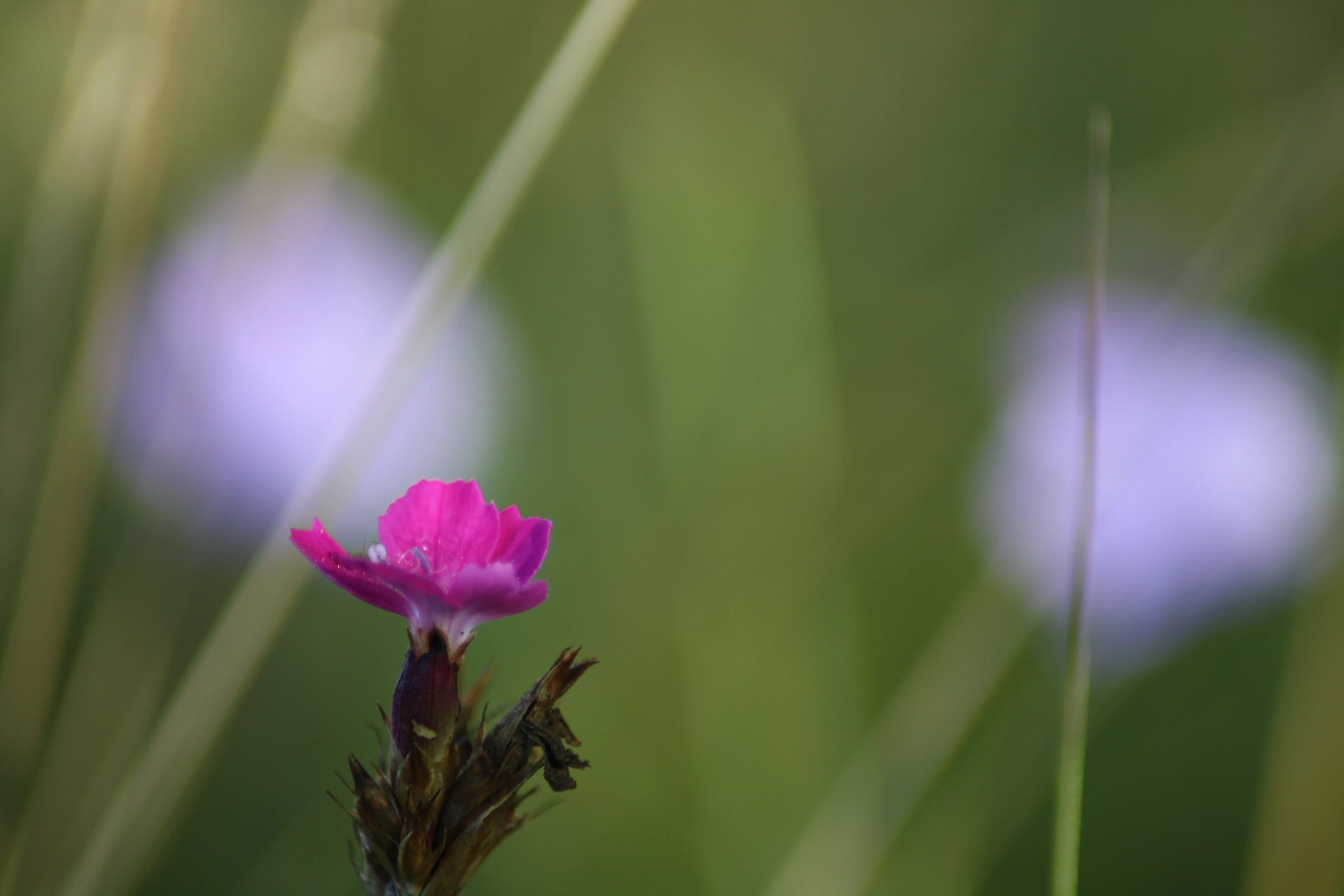 A close-up photograph of a vibrant pink campion-like flower in focus, with a soft-focus green and light purple blurred background.
