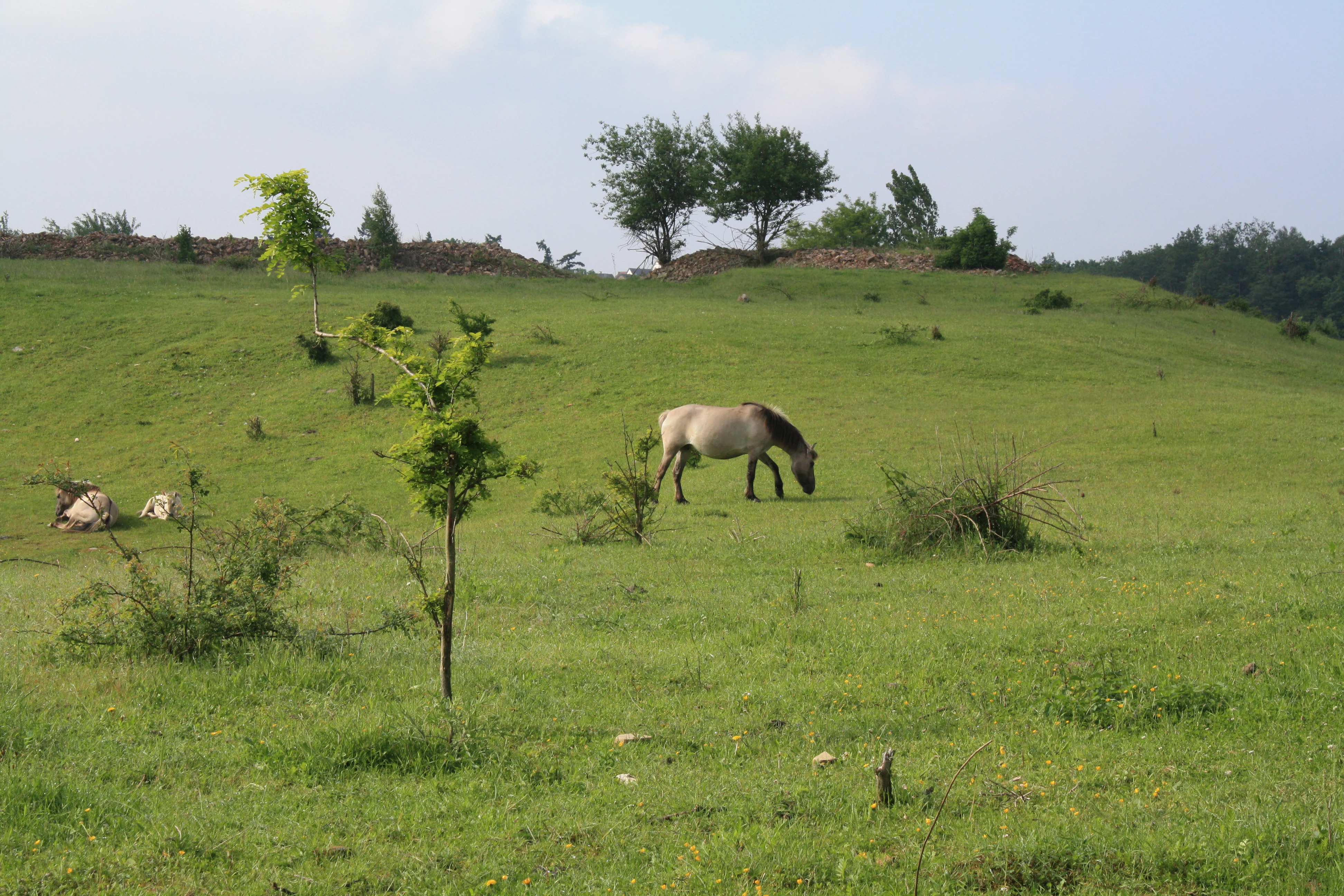 A Konik pony grazes on a green hillside in a nature reserve, with another pony resting in the distance.
