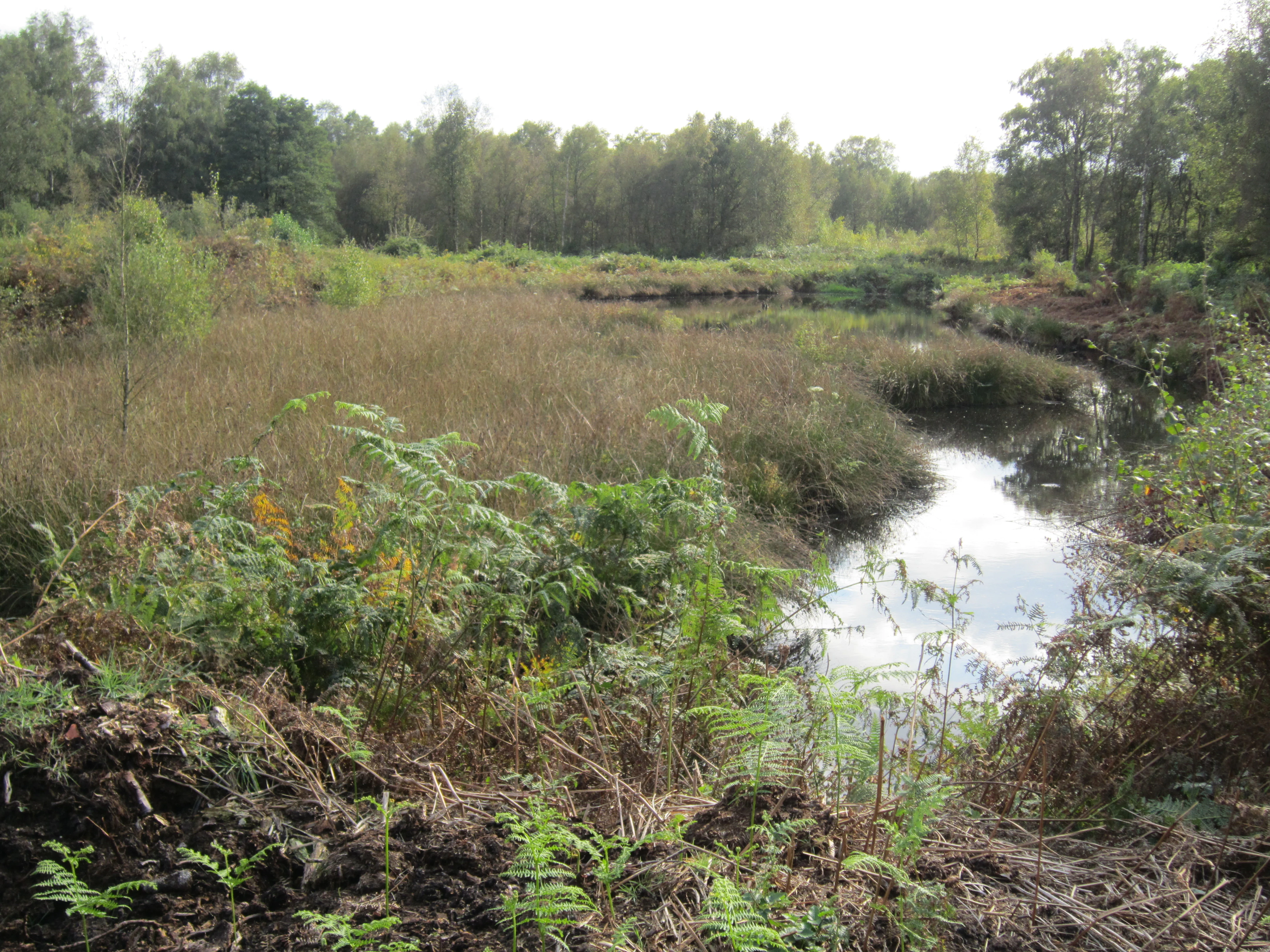 A channel of dark water flowing through a marshy bog area surrounded by low vegetation and a forest backdrop.