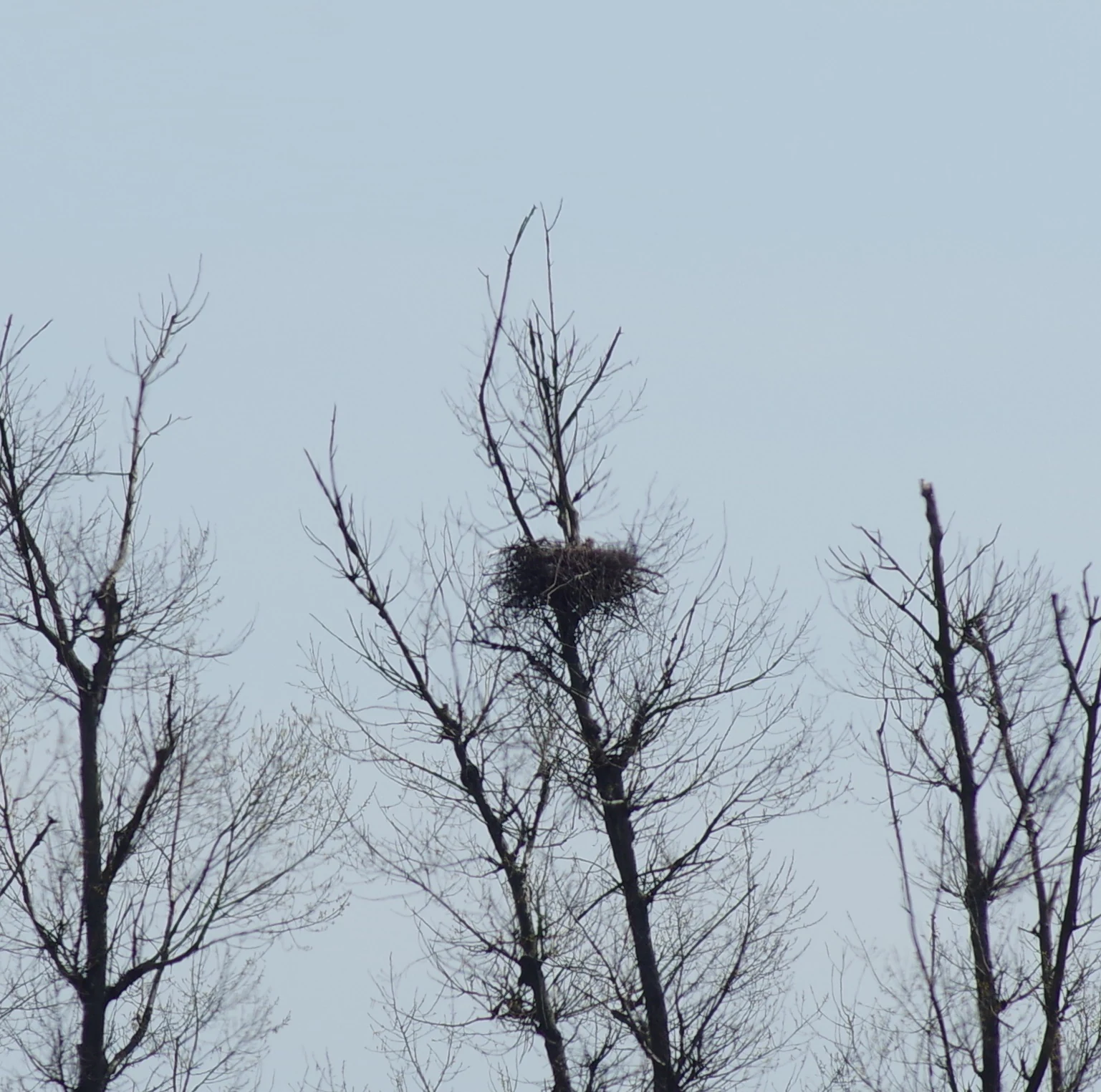 A large nest made of twigs sits high up in the bare, leafless branches of a tall tree against a pale, overcast sky.