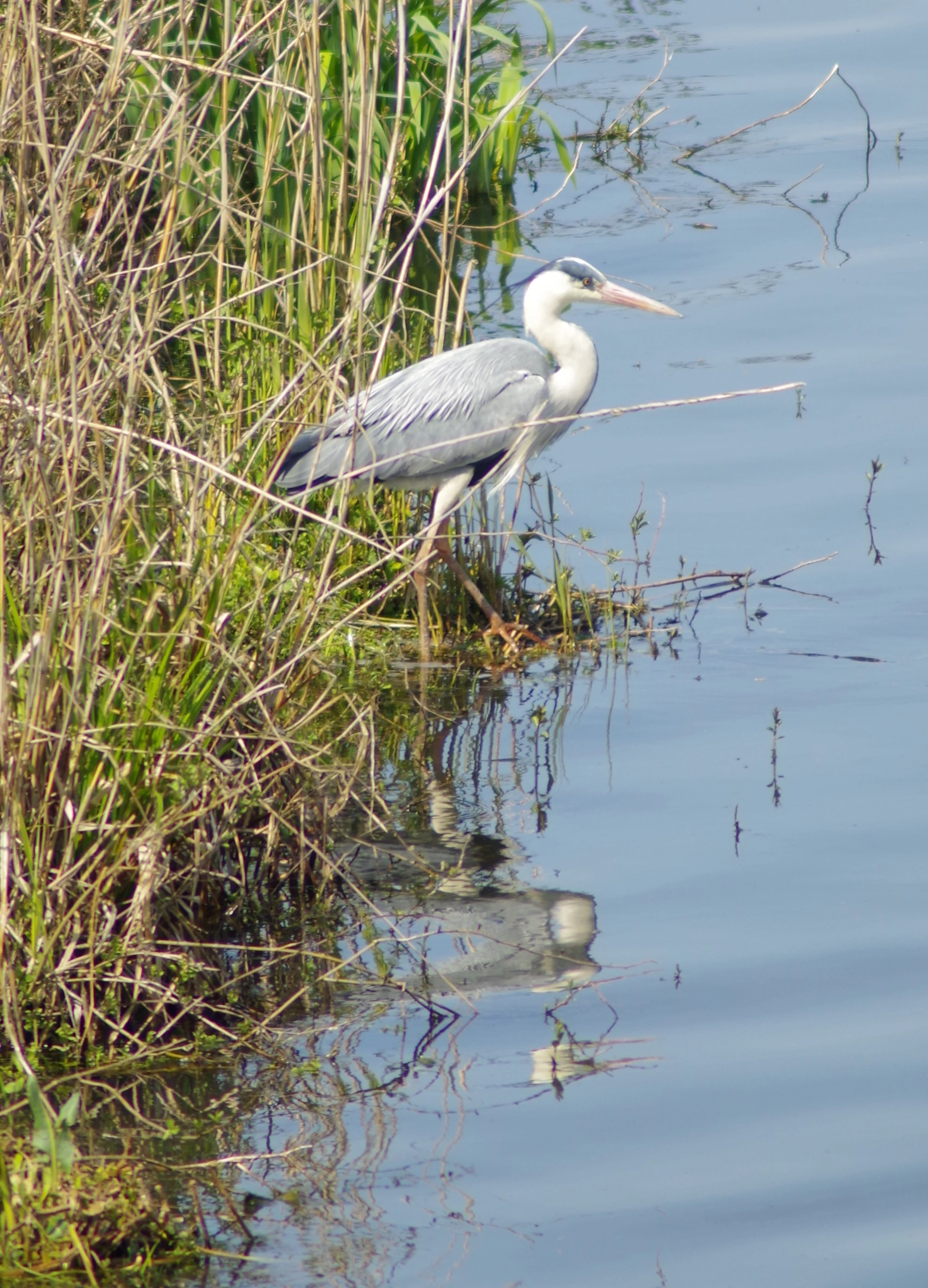 A grey heron standing in shallow water among tall reeds at the edge of a lake.