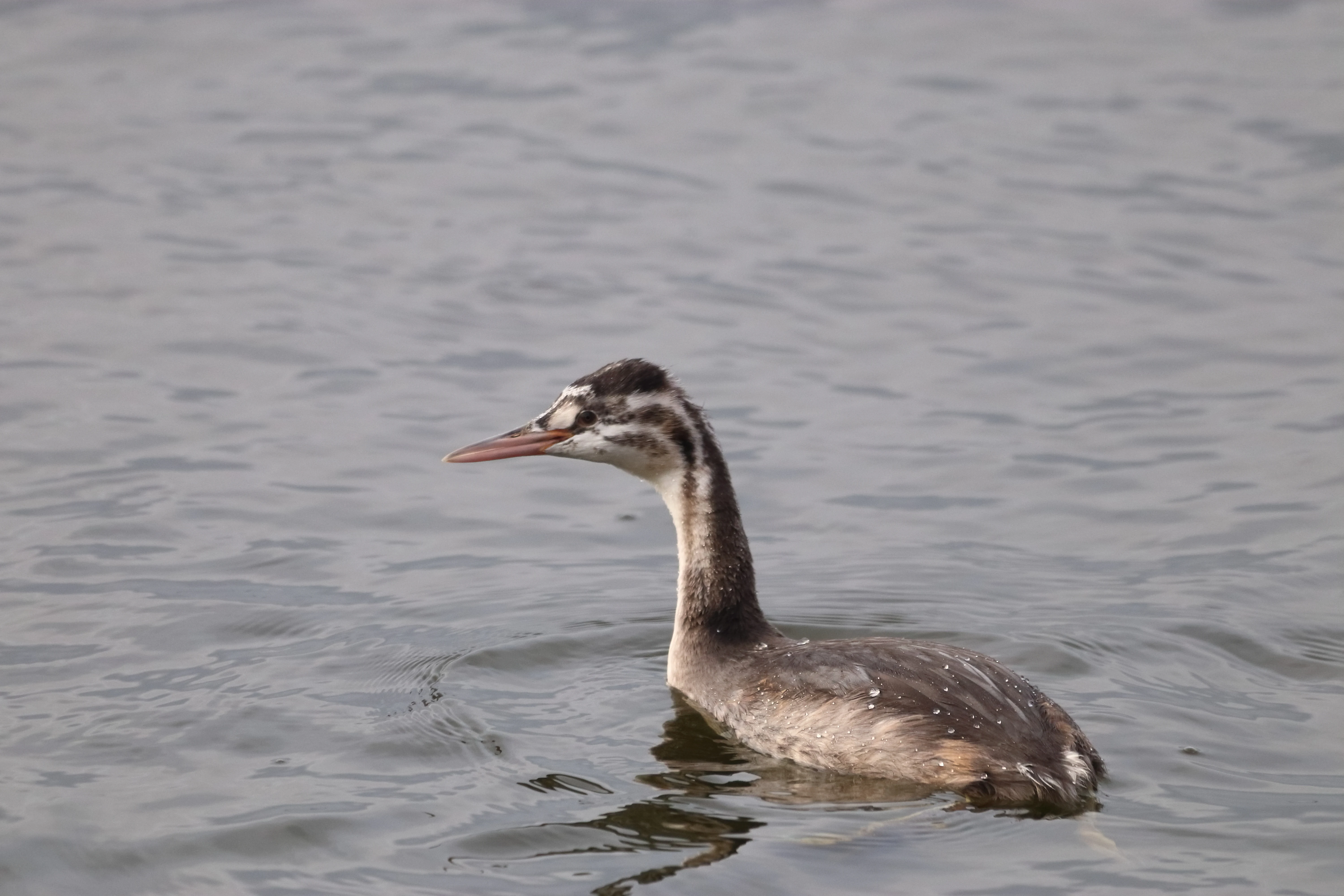 A juvenile Great Crested Grebe with characteristic striped head markings swimming on calm, gray water.