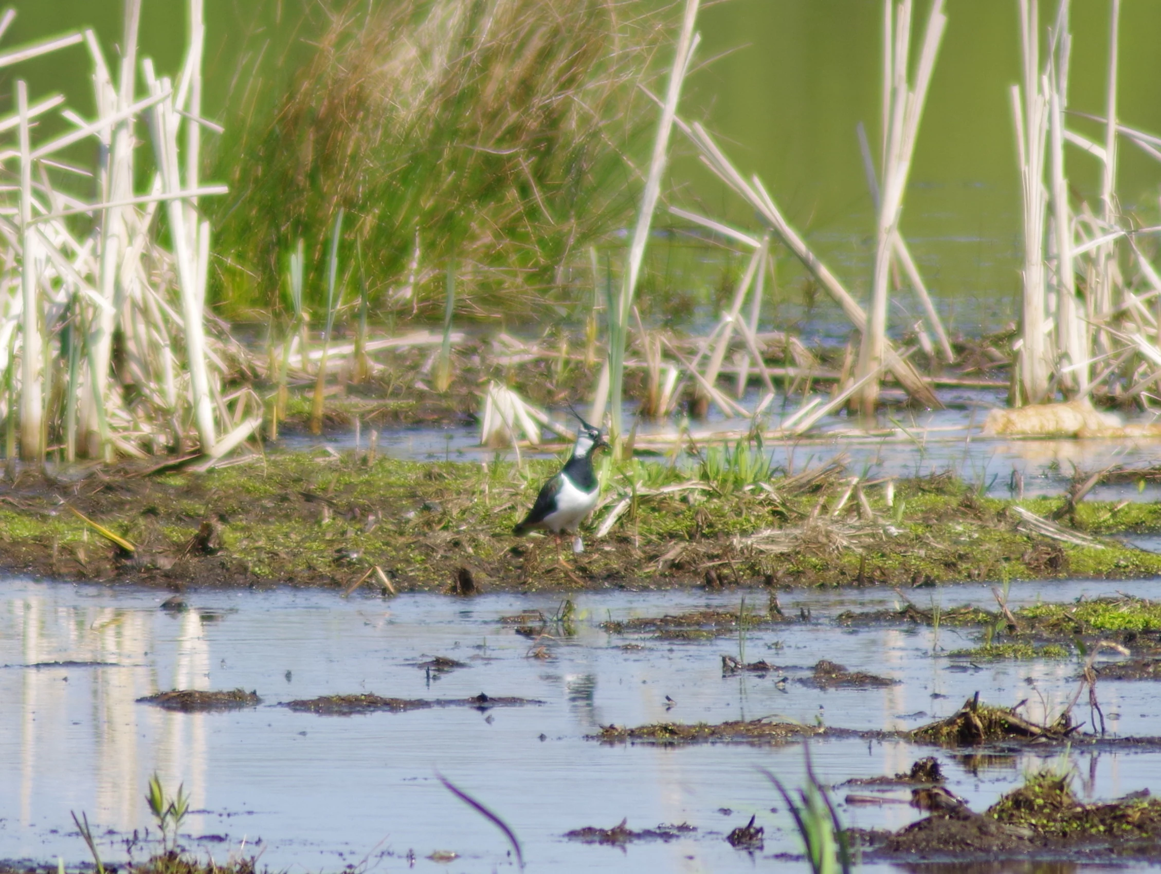 A Northern Lapwing standing on a small muddy island surrounded by shallow water and reeds.