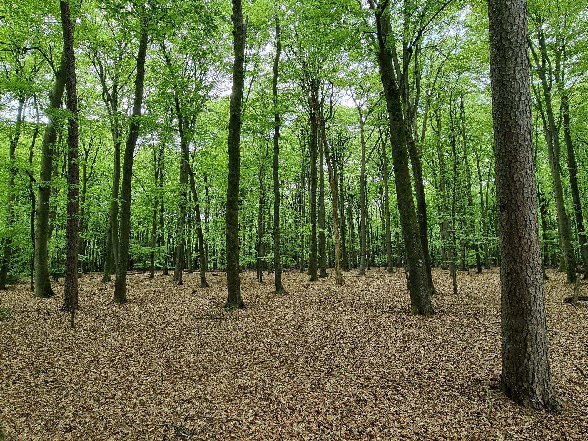 A low-angle view of a deciduous forest with tall, slender trees and a dense carpet of brown leaves on the forest floor.