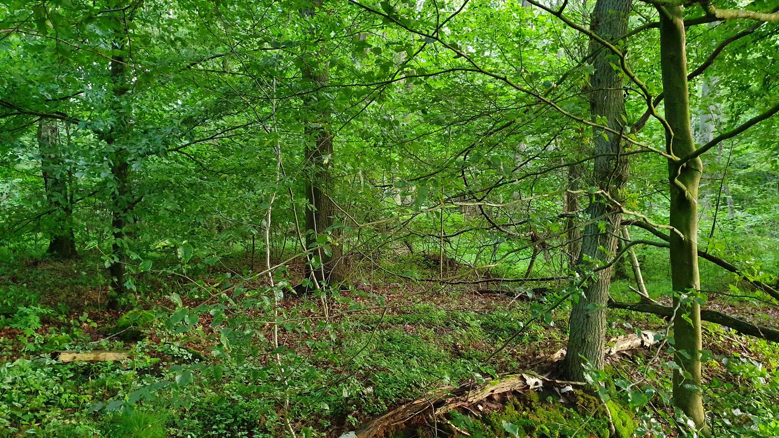 A dense, green deciduous forest interior with sunlight filtering through leaves and a forest floor covered in moss, low-lying greenery, and fallen branches.