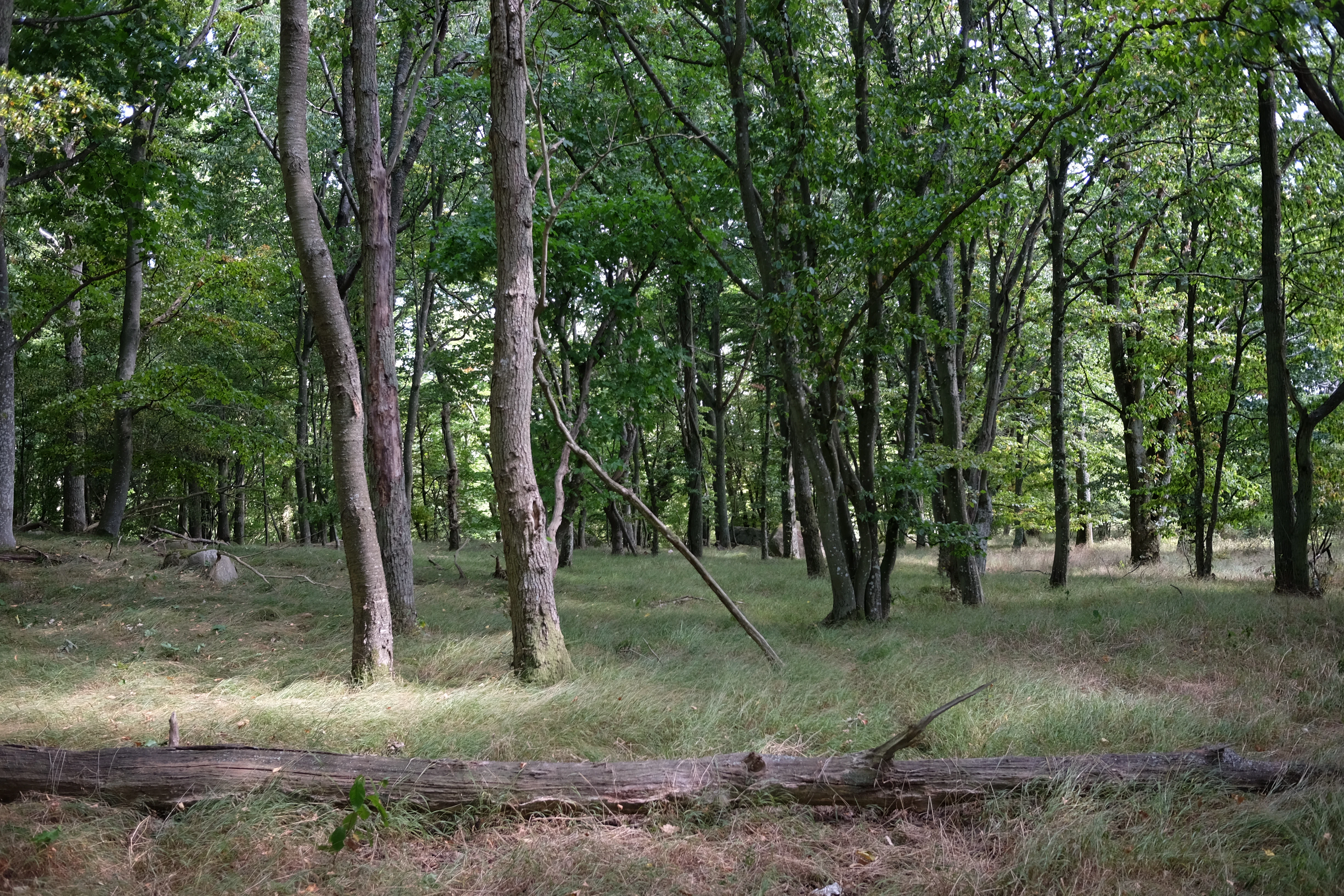 Tall trees with green foliage and a fallen log in a grassy forest area.