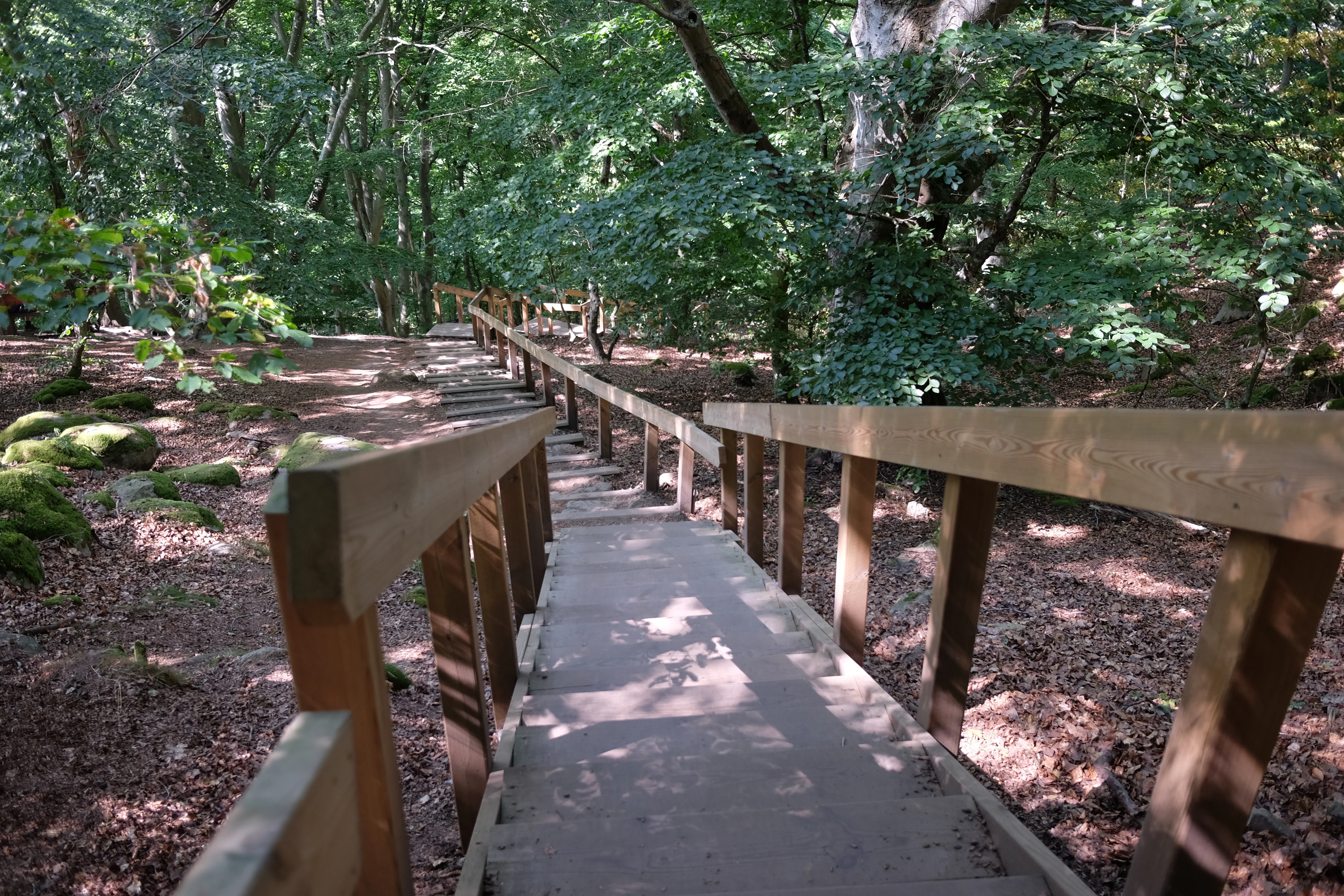 Wooden boardwalk with railings running through a forested area with moss-covered ground and dappled sunlight