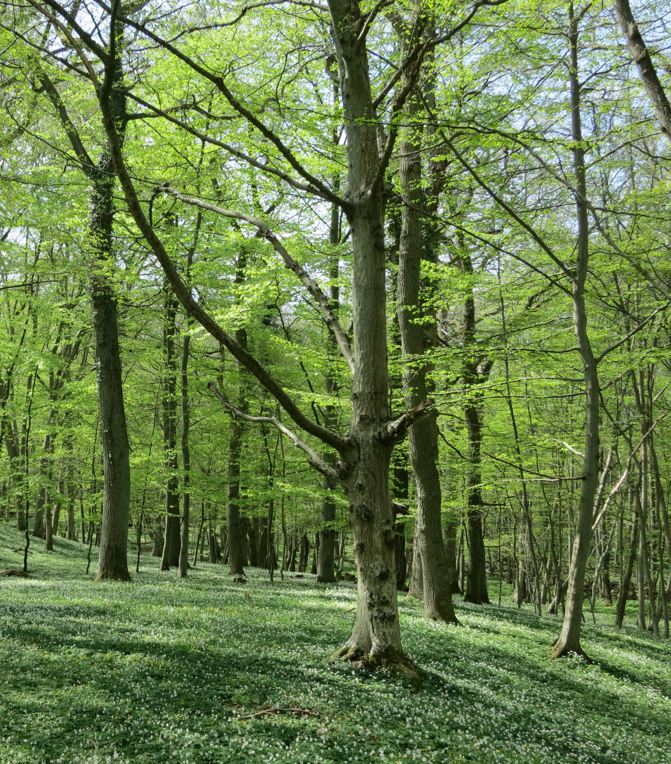 Tall beech trees with green leaves and dappled sunlight in a forest clearing