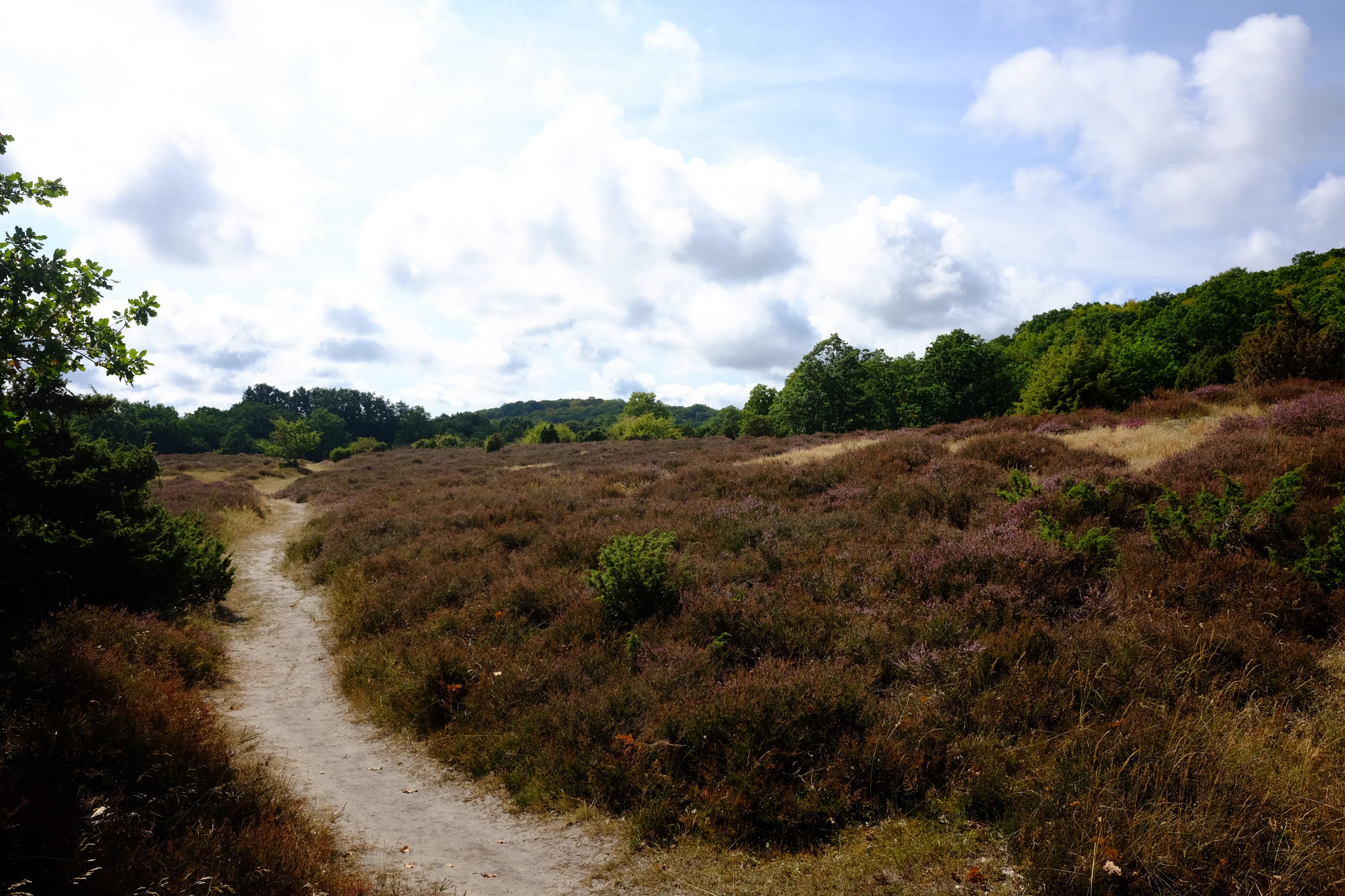 Dirt trail through heather with trees in background under partly cloudy sky