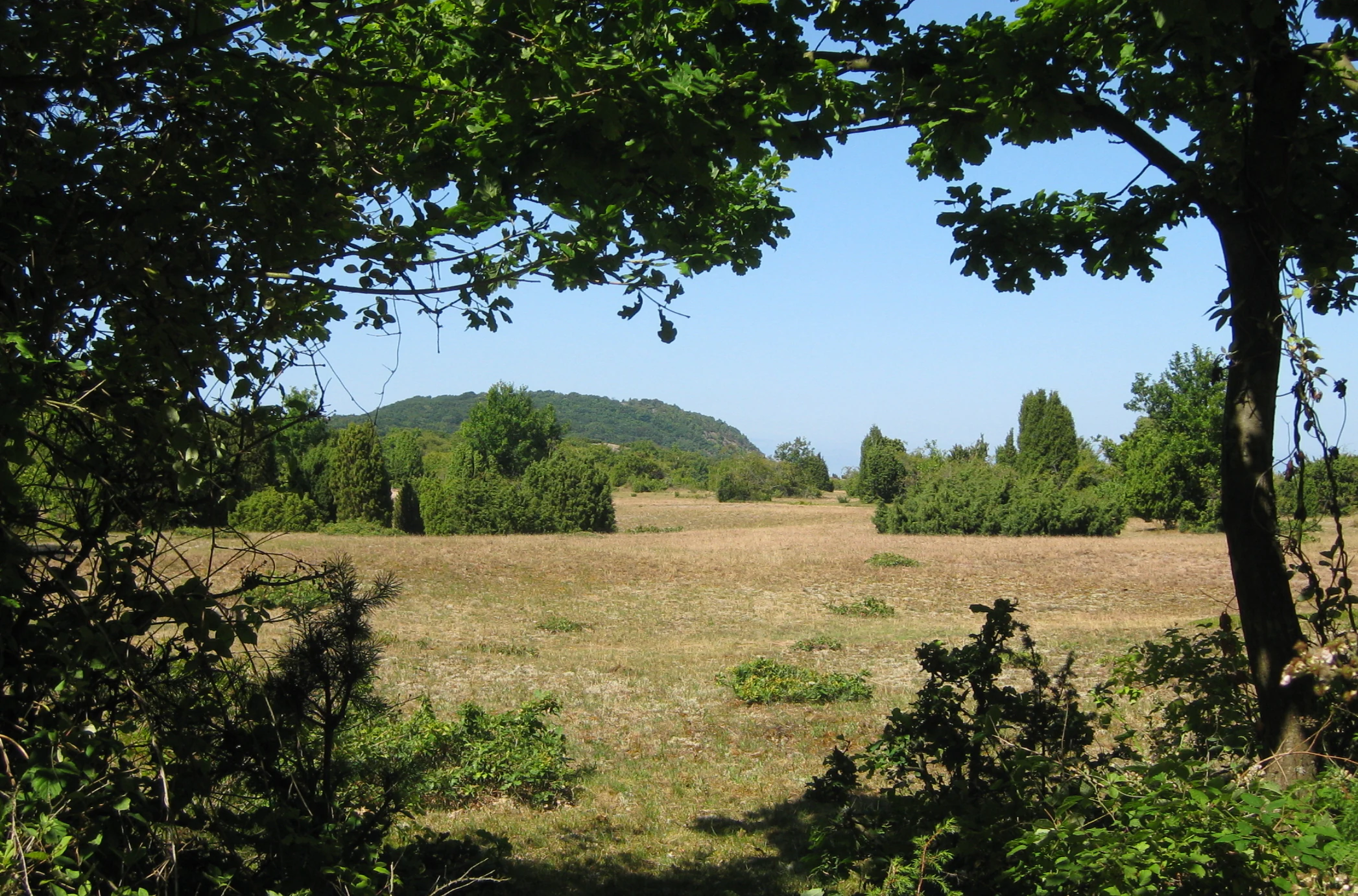 Sandy pasture with scattered vegetation and trees, featuring a distant hill under a clear blue sky