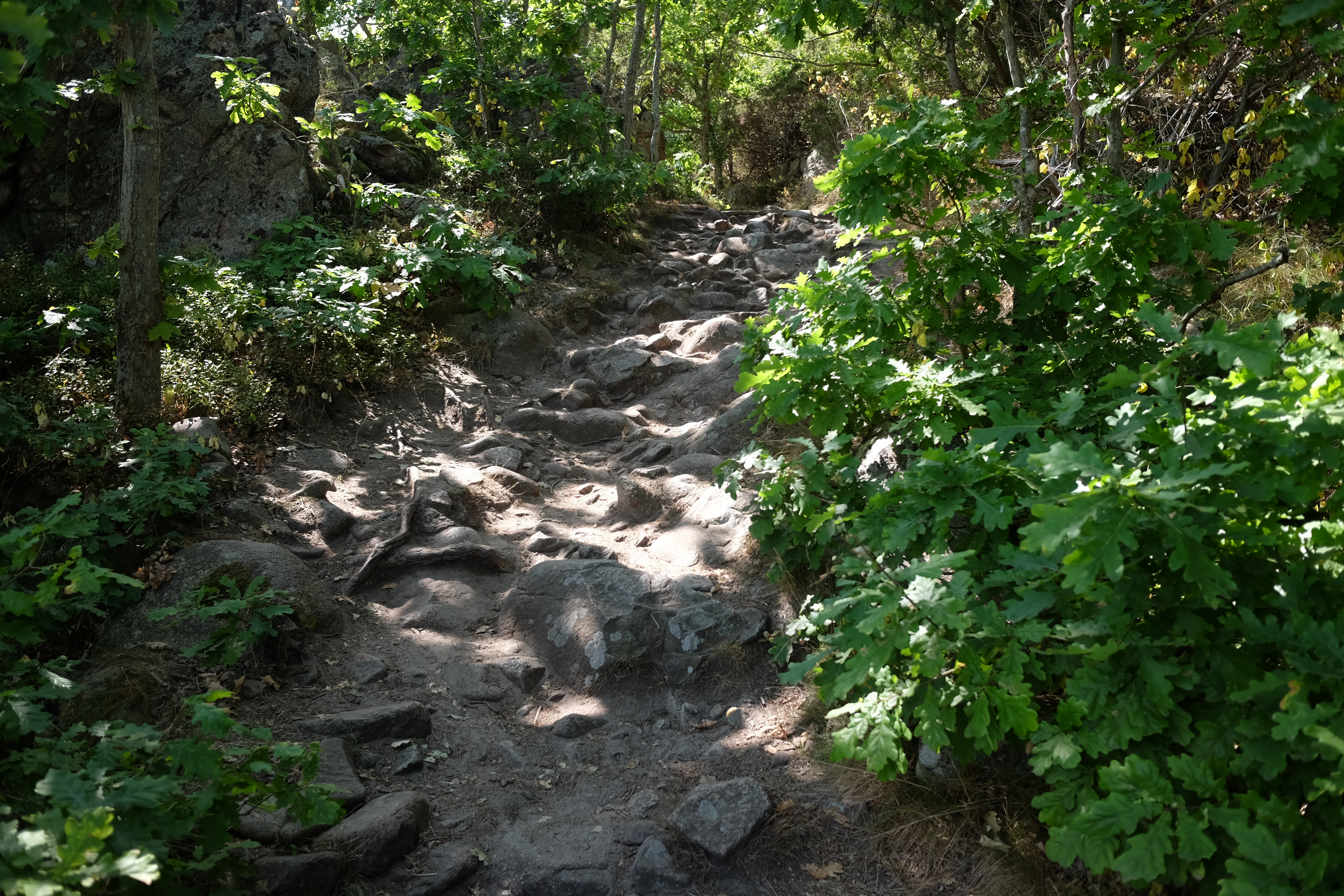 Rocky forest trail with dense green foliage on both sides.