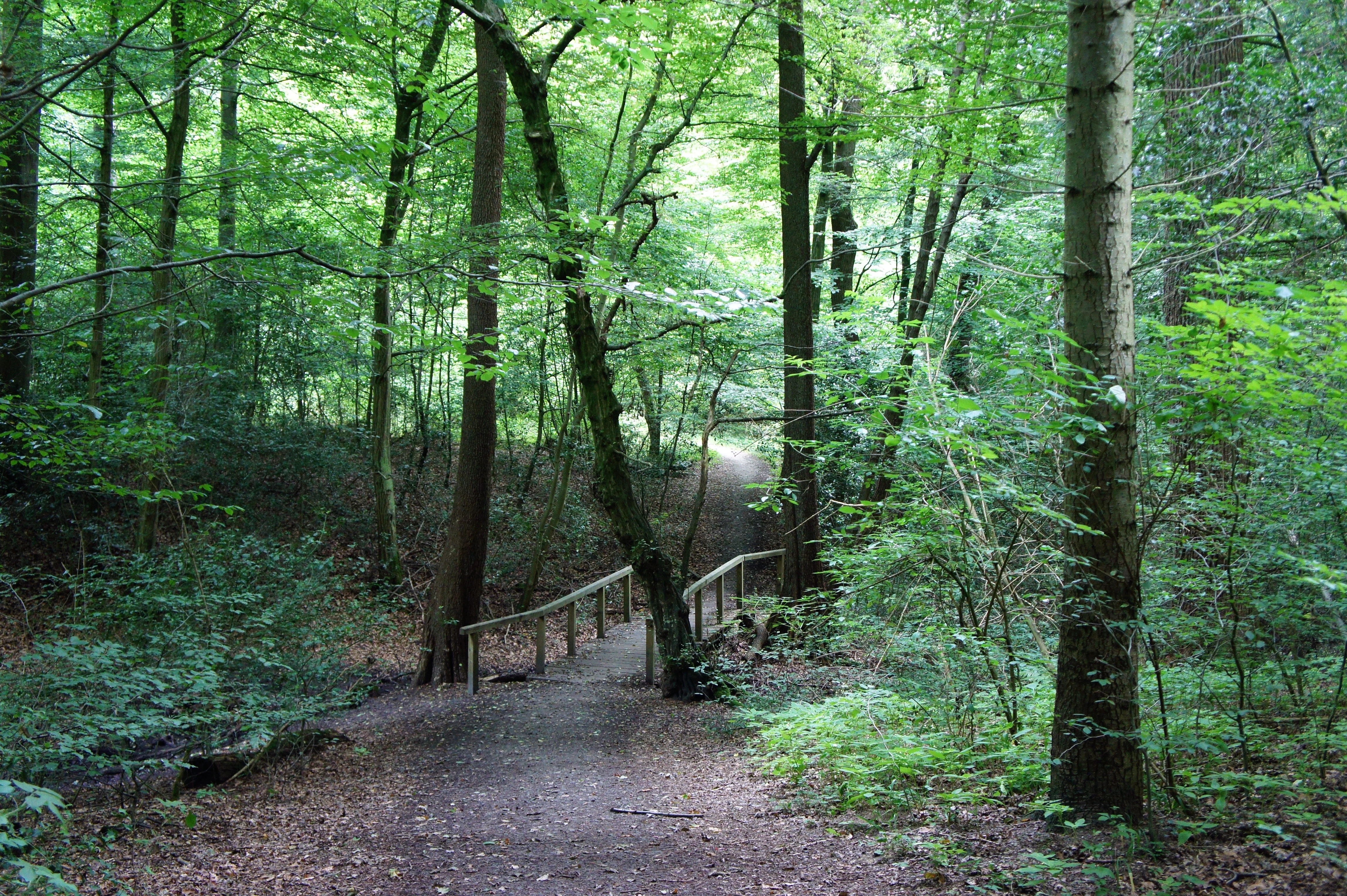 A dirt hiking trail leads through a lush, green deciduous forest, passing over a simple wooden footbridge in the center of the frame.