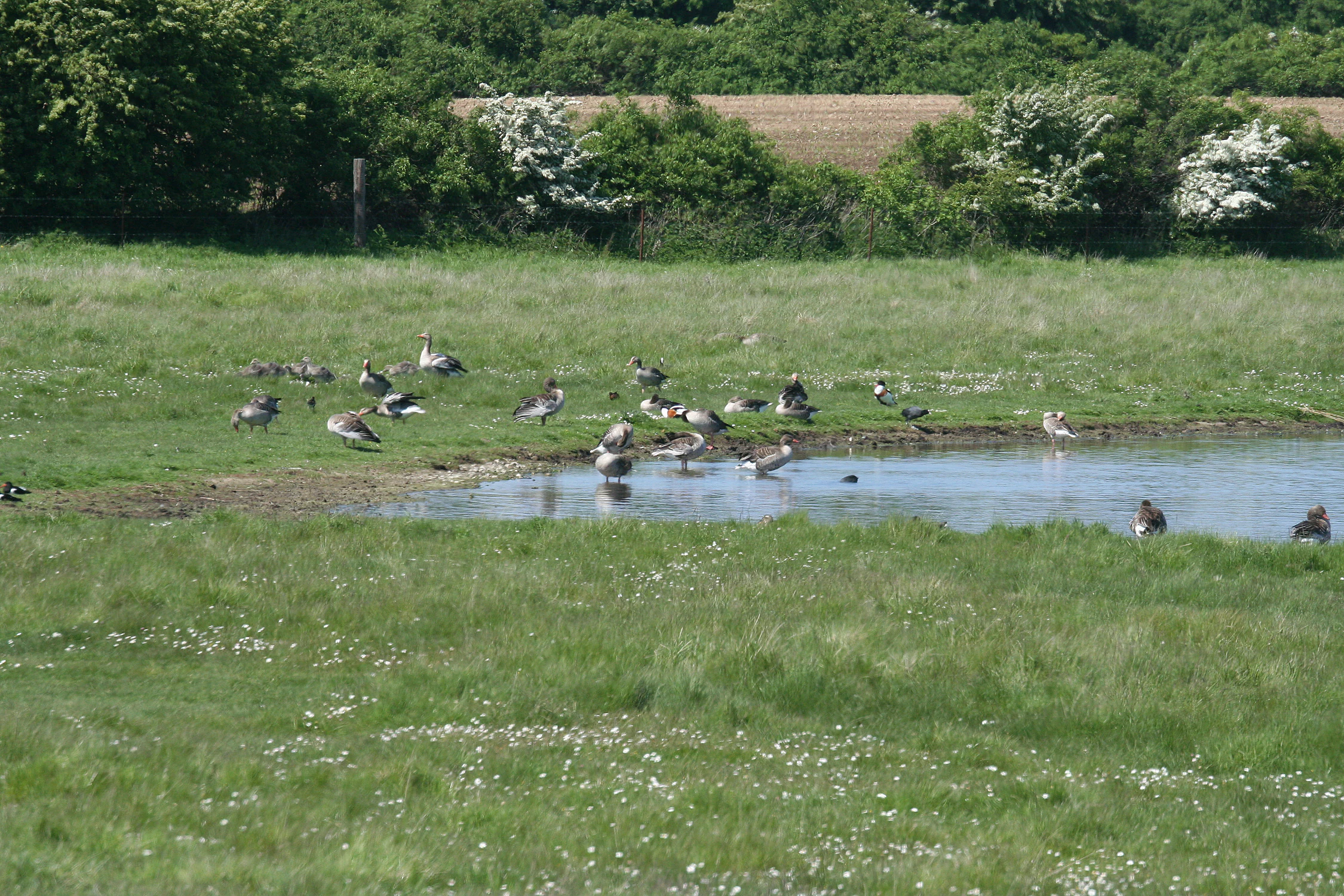 Meadows near Borreby Manor