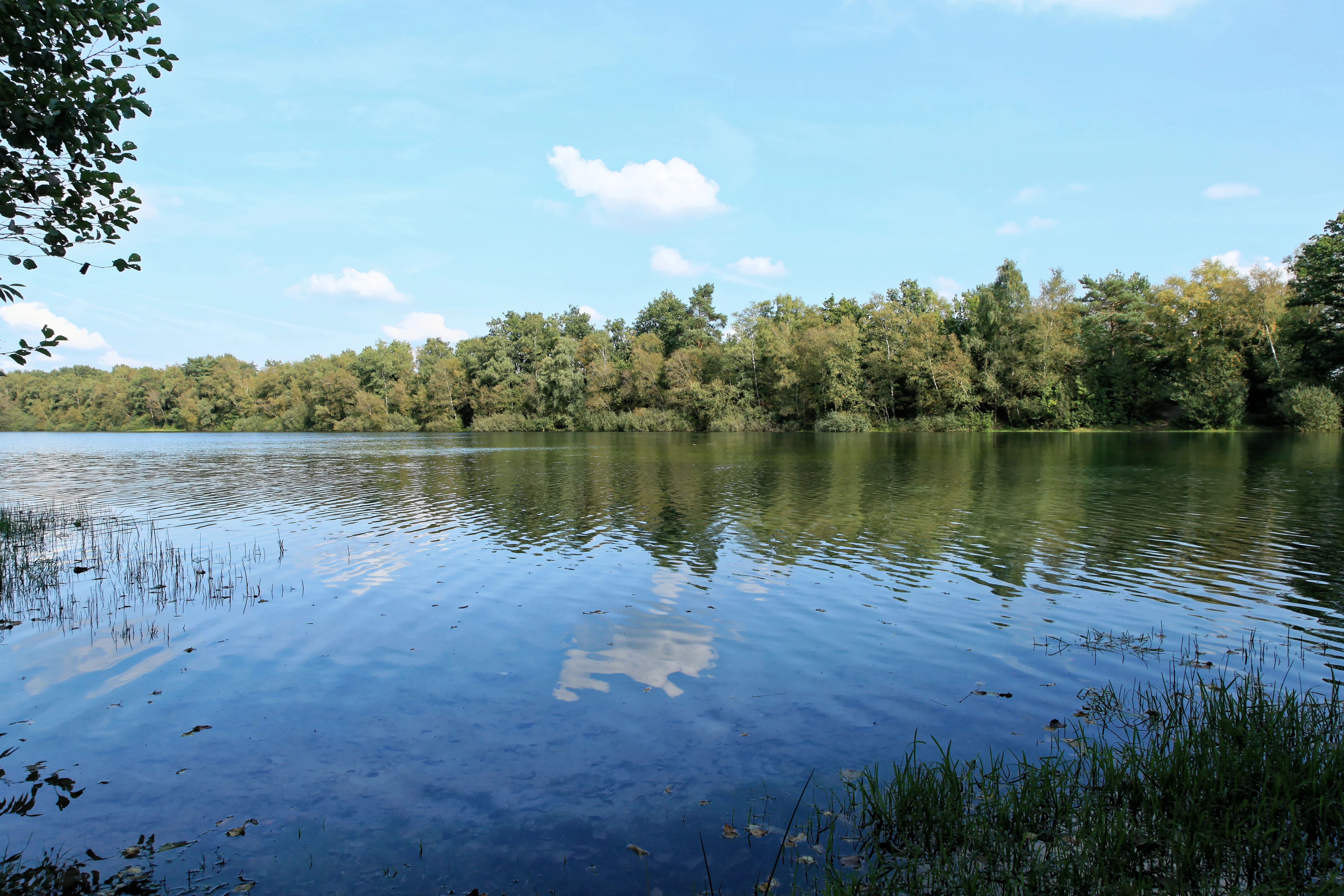 A calm, elongated body of water reflecting the blue sky and clouds, surrounded by dense green forest on the far bank with grassy vegetation in the foreground.