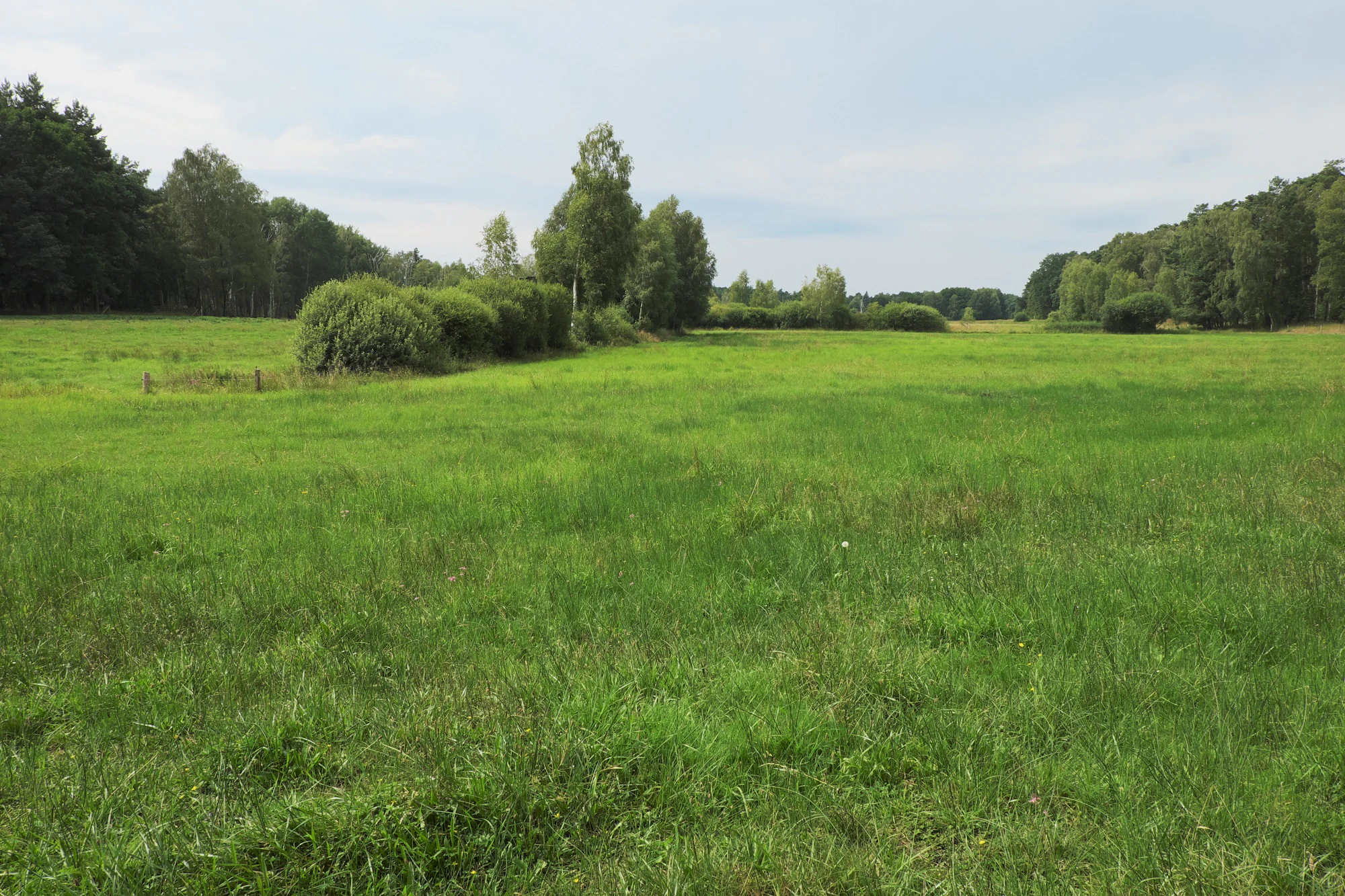 A wide, grassy meadow stretches across the foreground, leading to a line of trees and bushes in the midground, with a light blue, cloudy sky above.