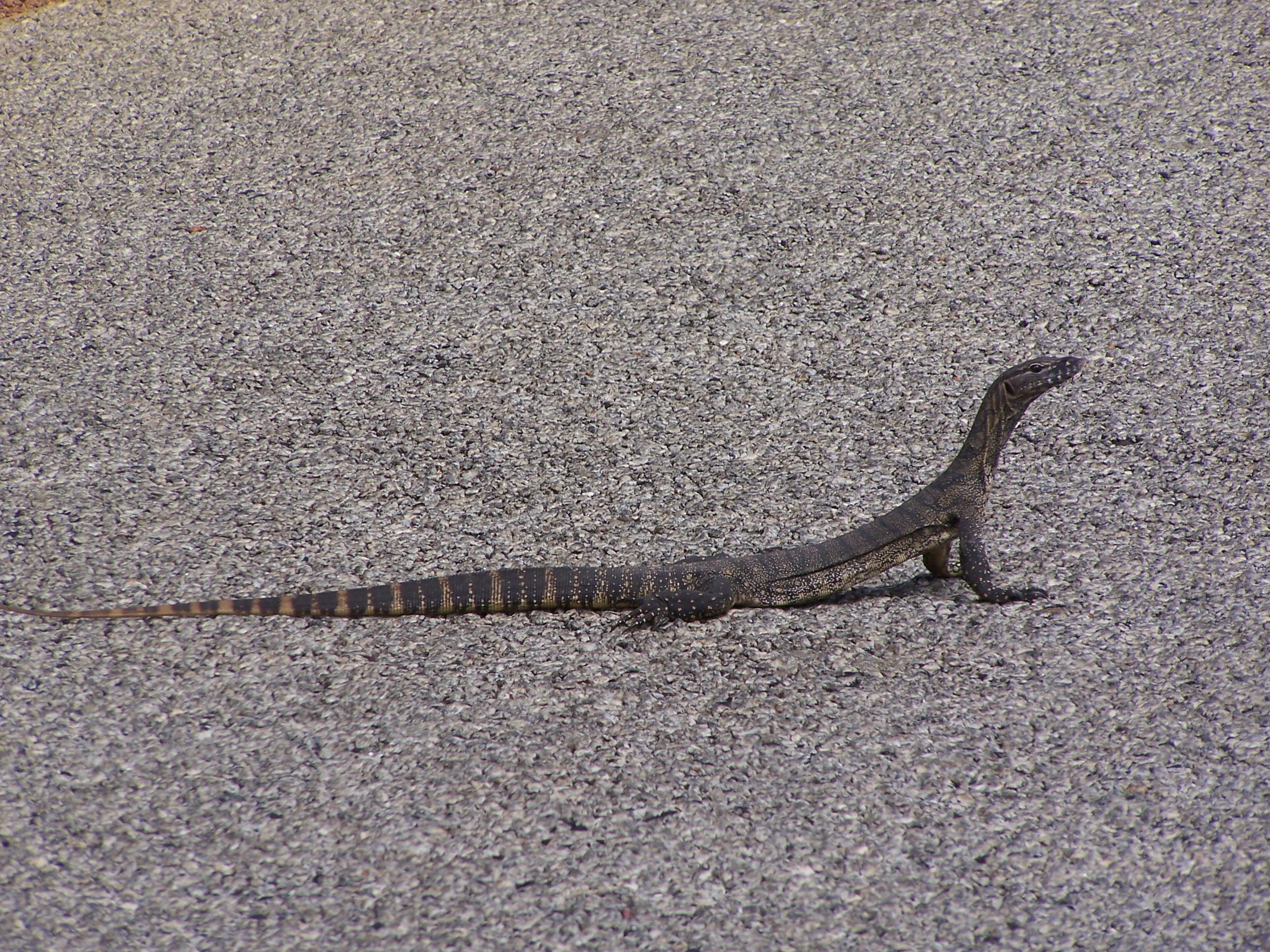 Un lagarto varano en un camino de grava