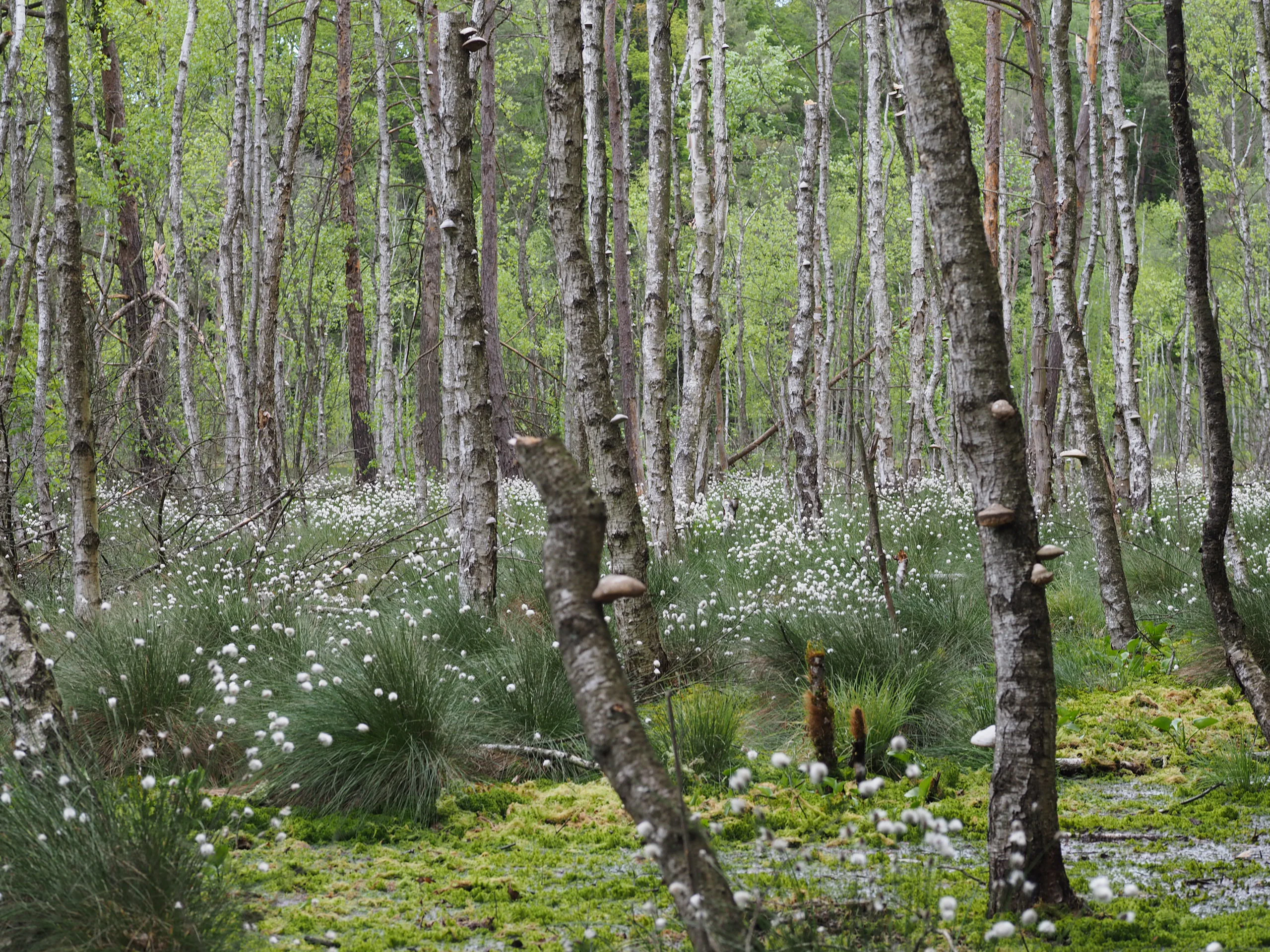 A forest scene in Stobbertal featuring numerous slender, light-barked trees and a ground layer densely covered with white-flowering cotton grass and green moss.
