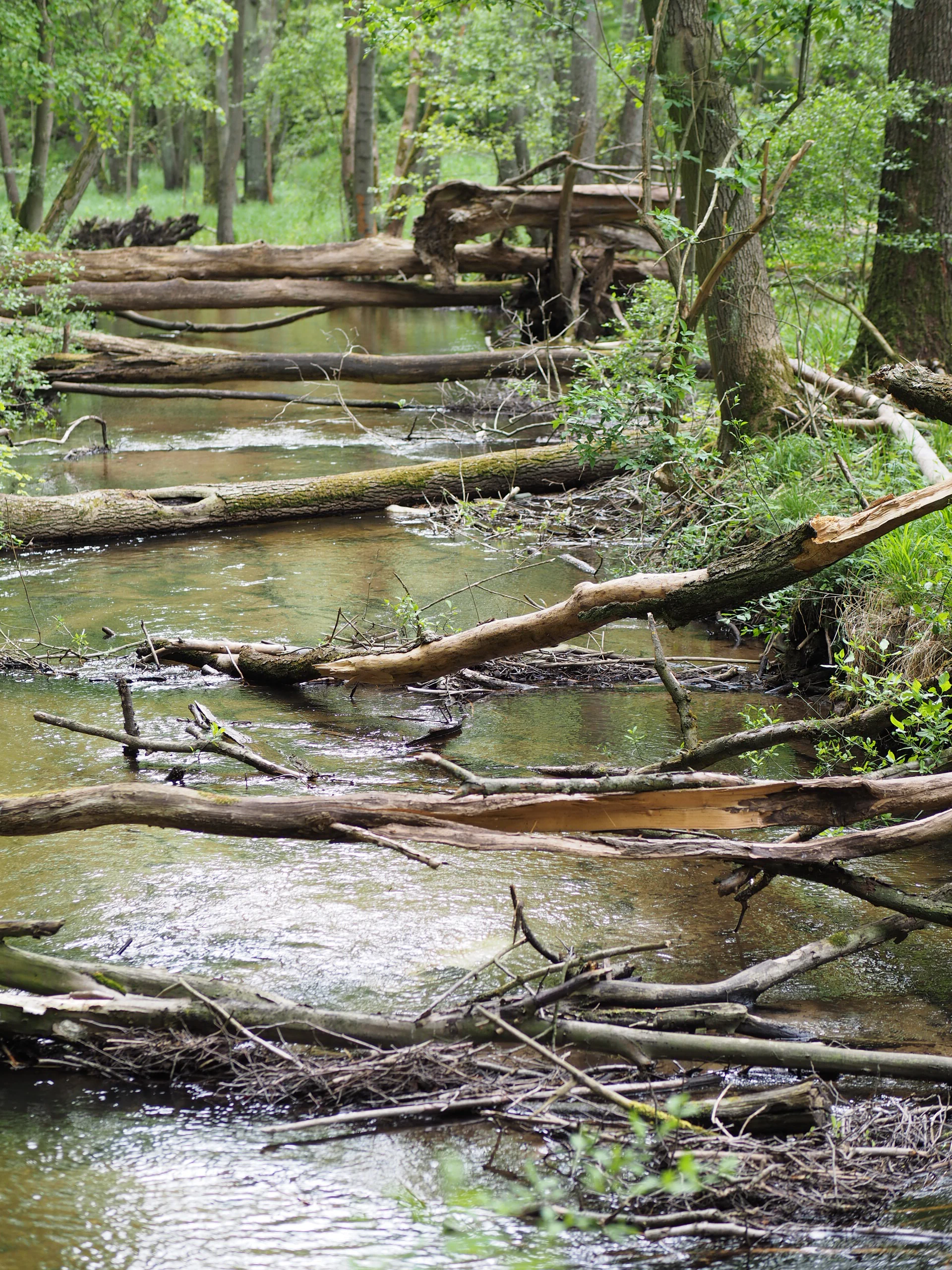 A calm, shallow river flowing through a lush green forest with multiple fallen trees and branches partially submerged in the water.