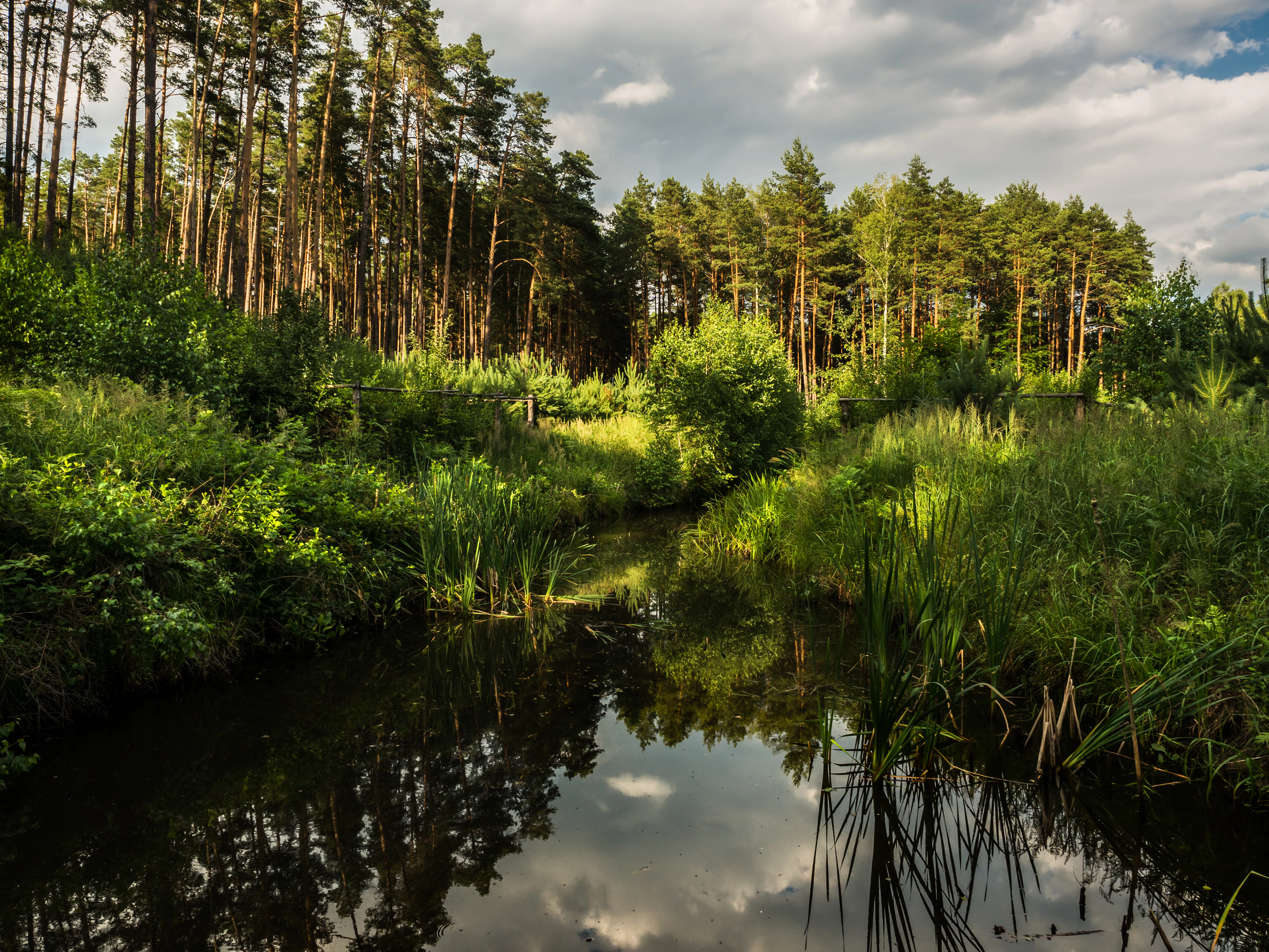 A still pond reflecting the sky and clouds, bordered by dense pine trees and tall green reeds in Stobrawski Landscape Park.