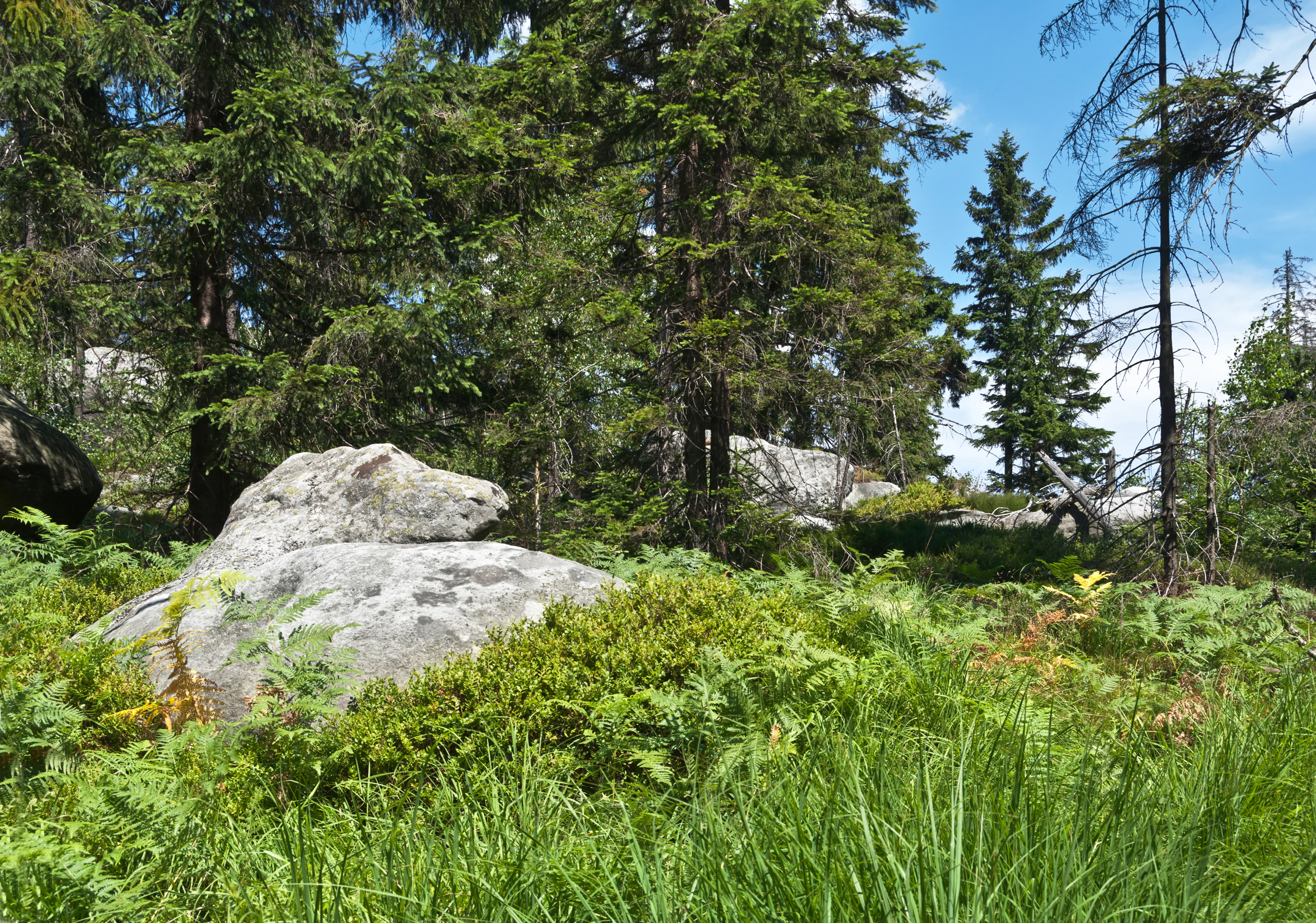 A forested area with large sandstone rocks, green vegetation, and tall trees under a clear blue sky