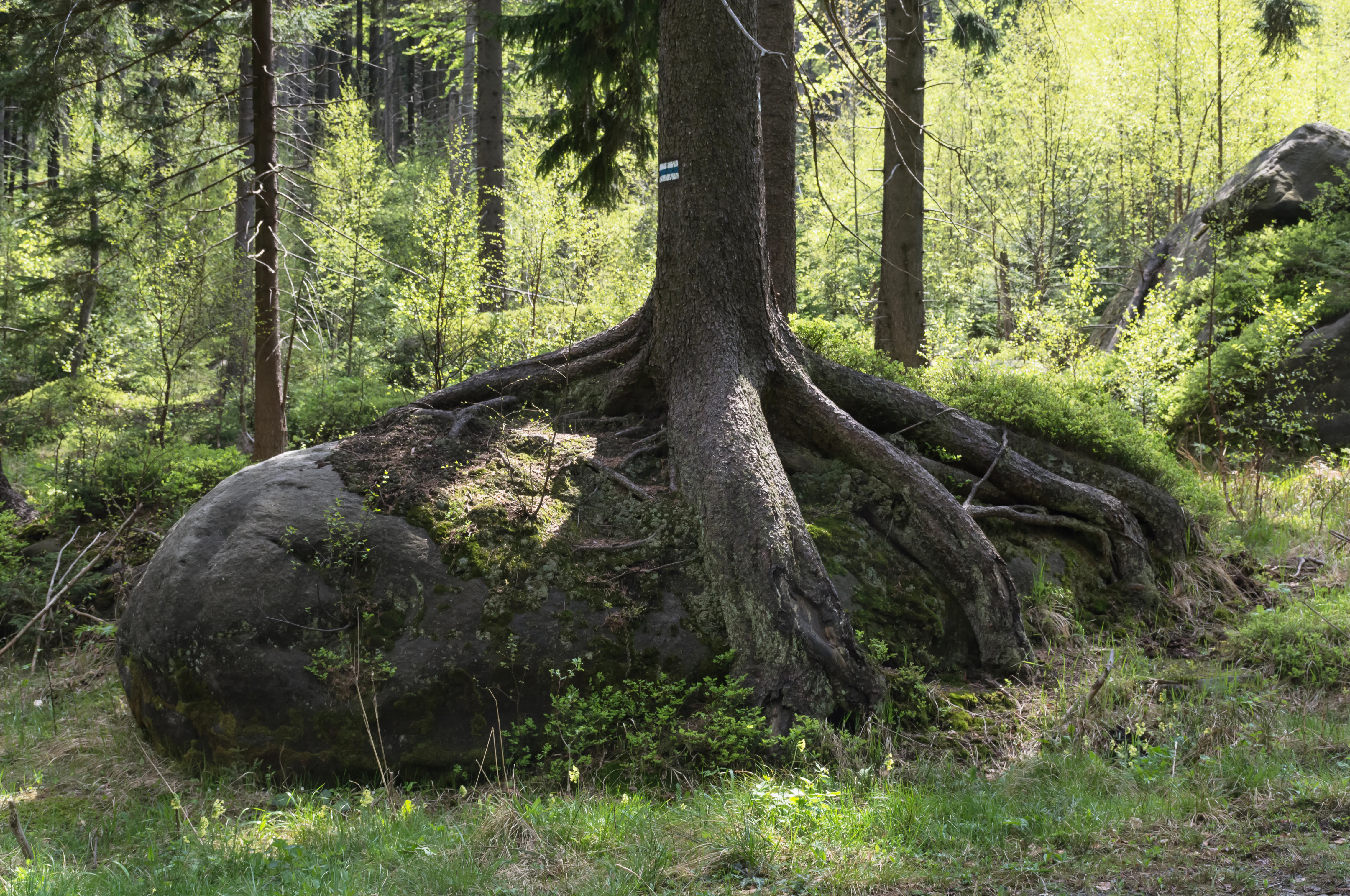 A tree with exposed roots growing over a large boulder in a forest