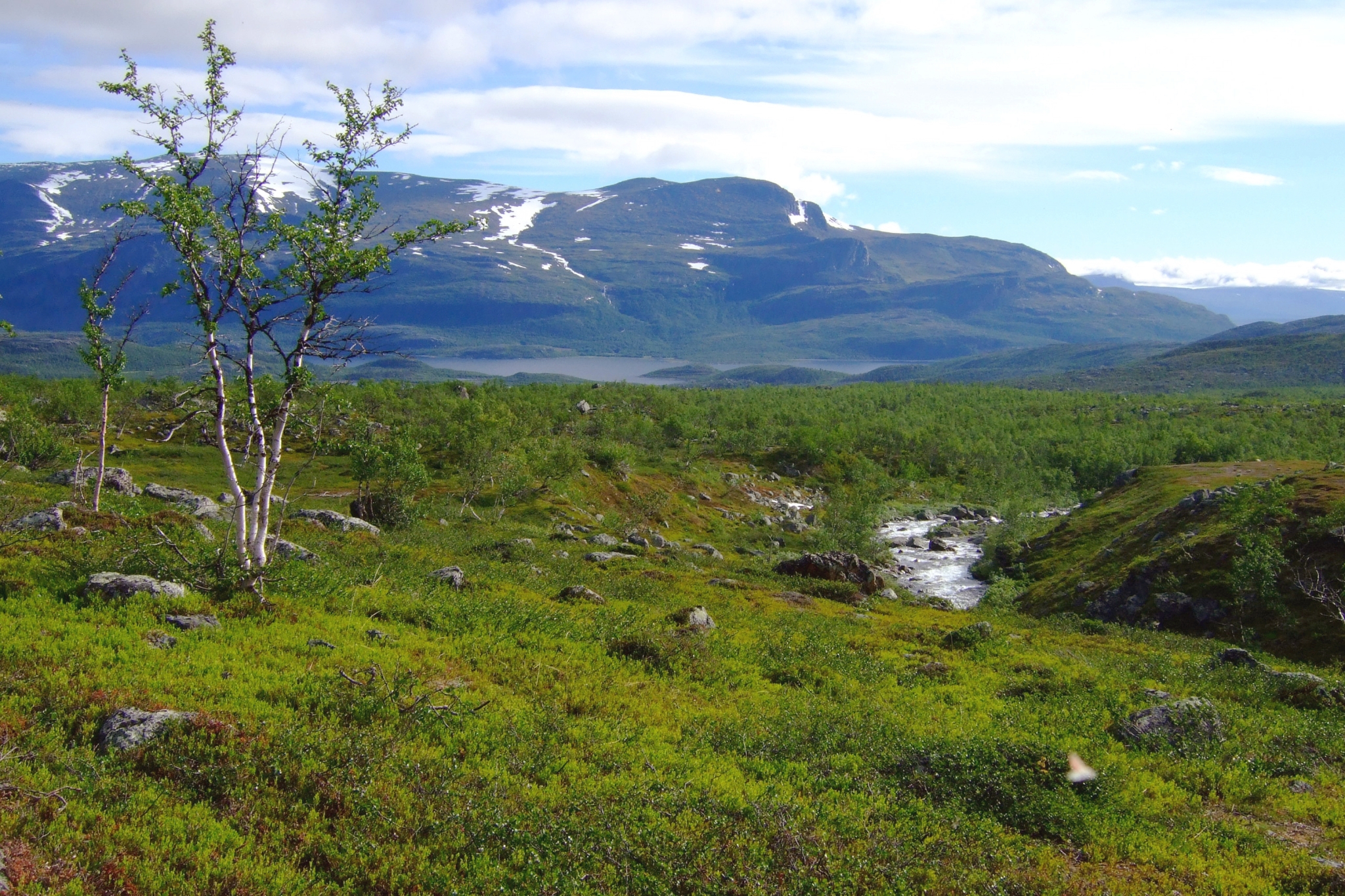 A scenic view of a river flowing through a grassy valley with snow-capped mountains in the background and two small trees in the foreground