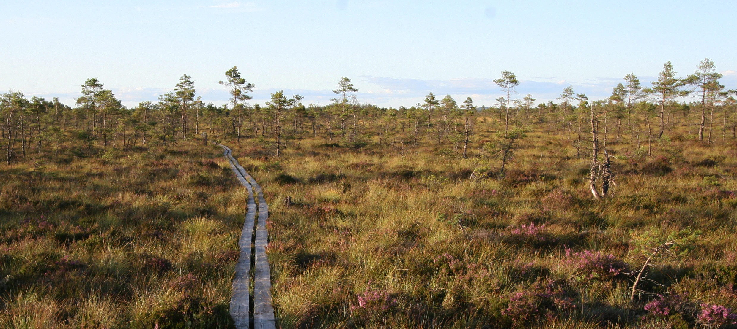 Wooden boardwalk extending through a vast bog landscape with scattered trees and purple heather under a clear sky