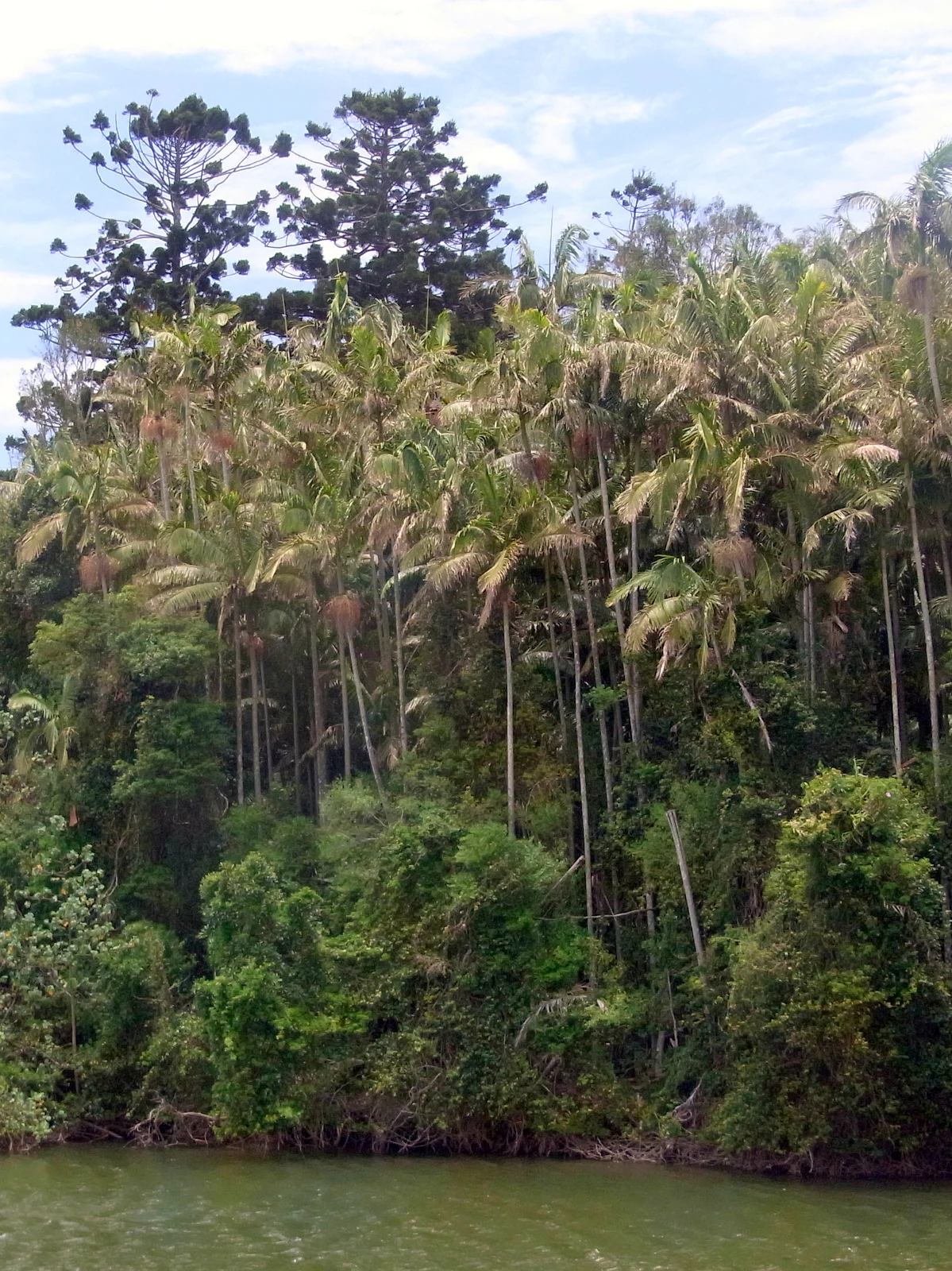 A dense stand of rainforest trees, including tall palm trees and conifers, growing along a riverbank.