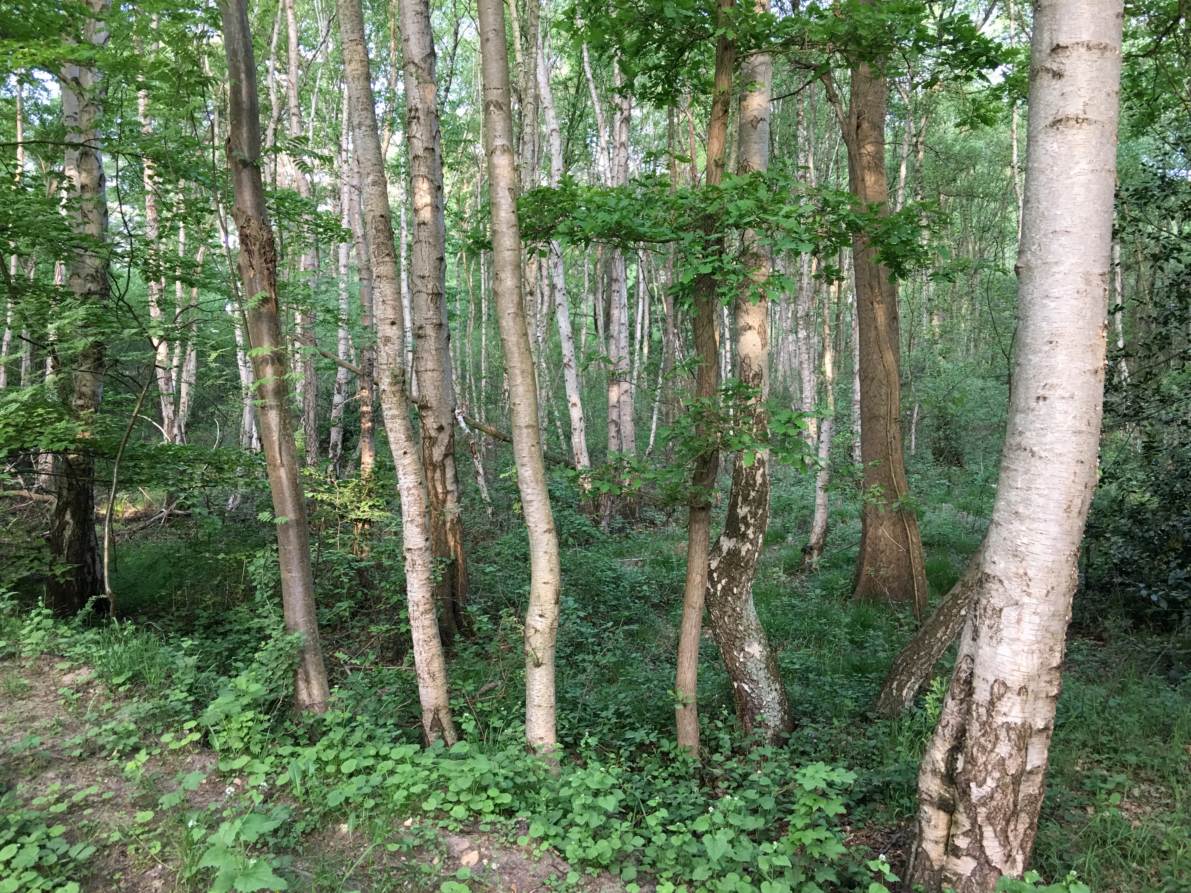 View into a dense forest with tall, slender birch trees showing light-colored trunks; the ground is covered in green shrubs and vegetation.