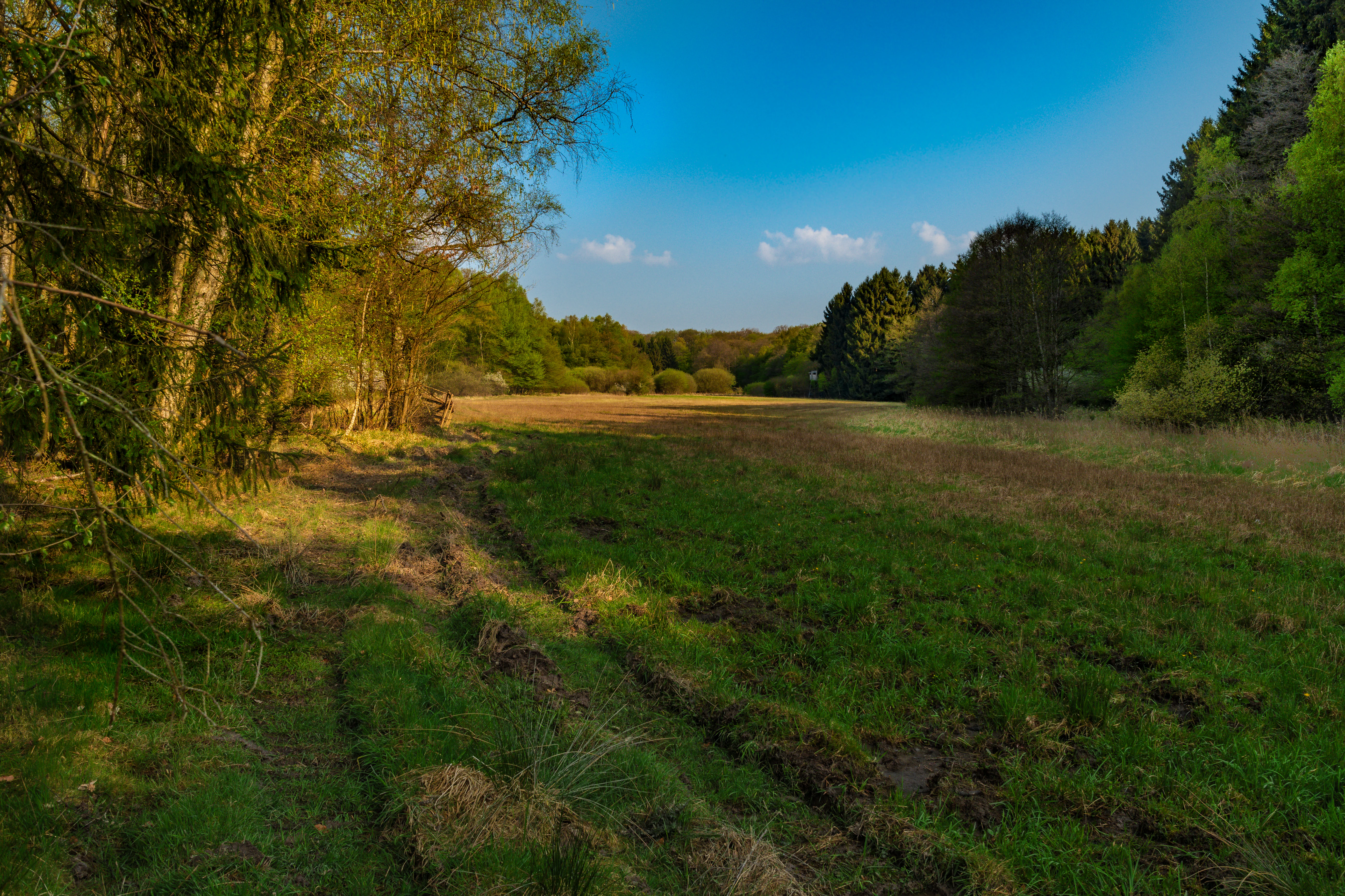 A wide landscape shot of a grassy meadow with tire tracks in the foreground, flanked by deciduous and coniferous trees under a clear blue sky.