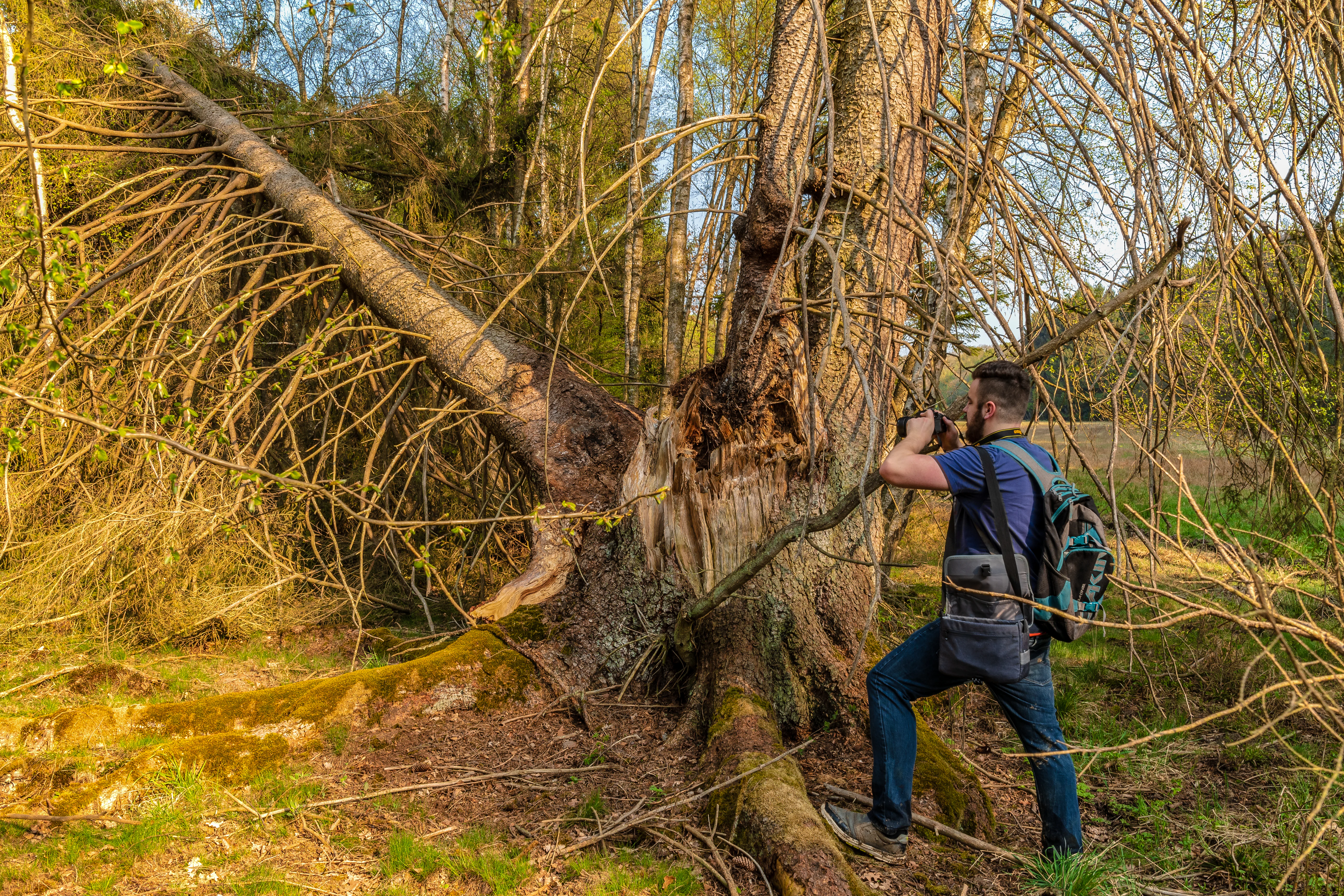 A man with a backpack stands in a forest in the Struth nature reserve, using a camera to photograph a large, partially fallen, and decaying tree trunk.