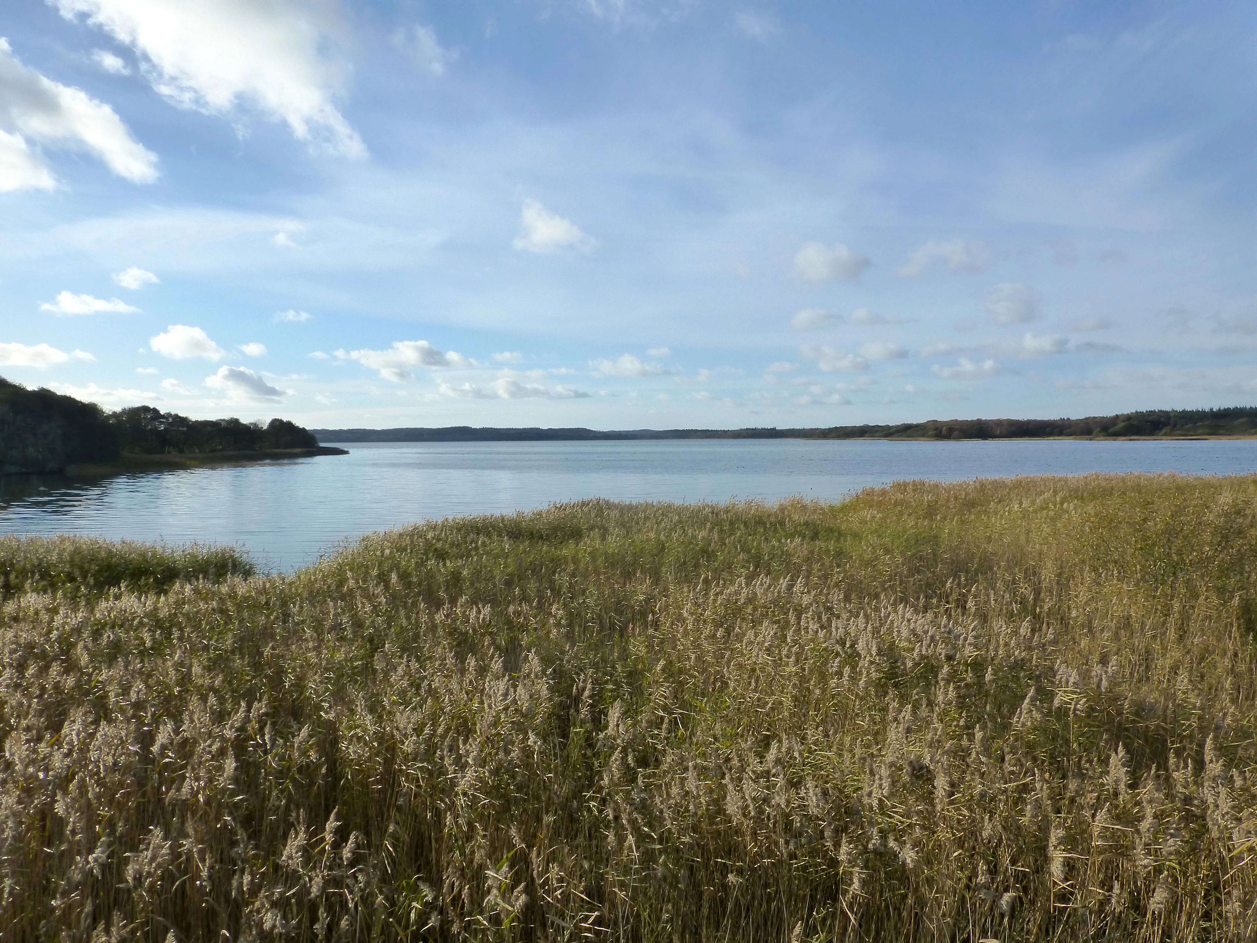 A wide, eye-level landscape view of a calm lake surrounded by reeds and distant trees under a partly cloudy sky.