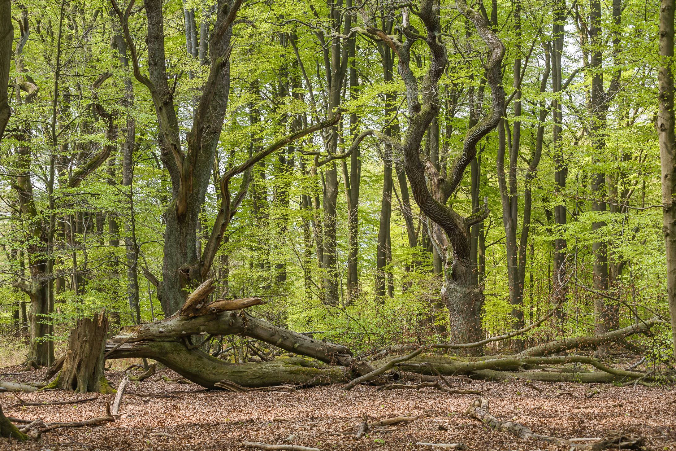 A woodland scene in spring with light green foliage on mature trees and a large, fallen mossy tree trunk resting on the forest floor.