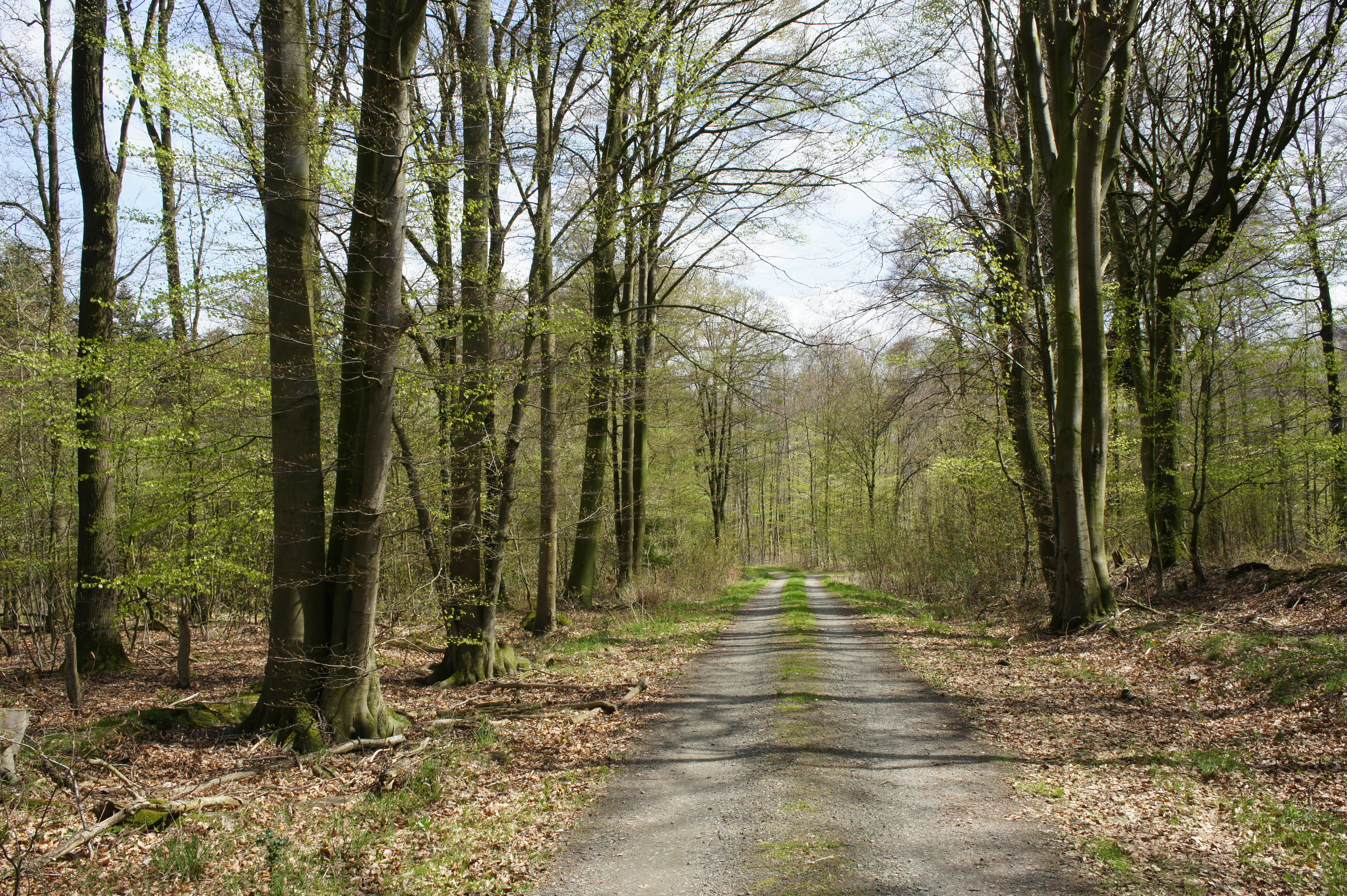 A narrow dirt path leading through a dense, mature beech forest in spring, with fresh green leaves visible on the trees and leaf litter on the ground.