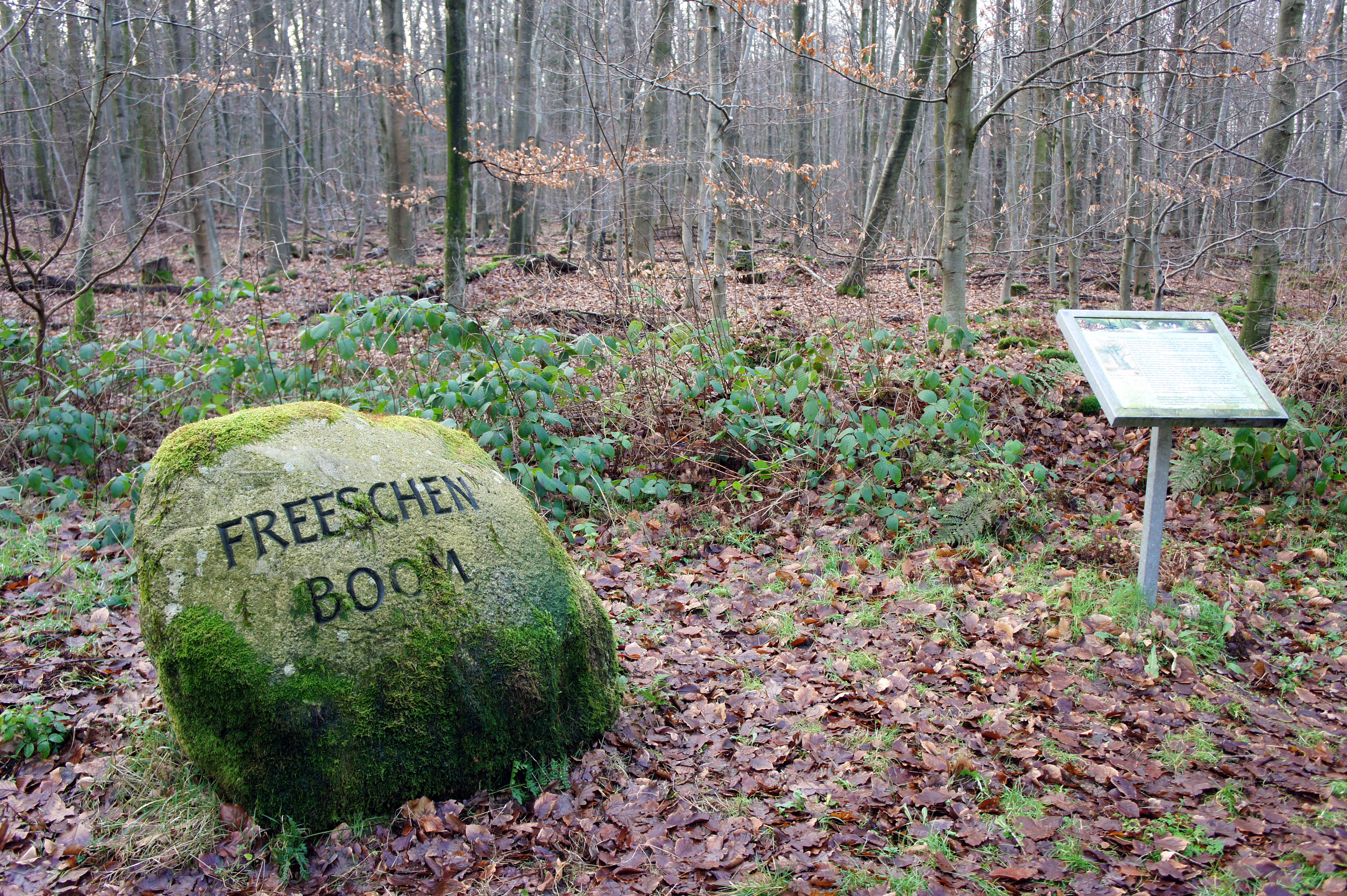 A large moss-covered boulder in a deciduous forest with the text Freeschen Boom carved on it, next to an informational sign on a metal stand.