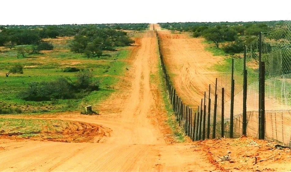 Dirt road with a tall fence extending into the distance across an open outback landscape with sparse vegetation