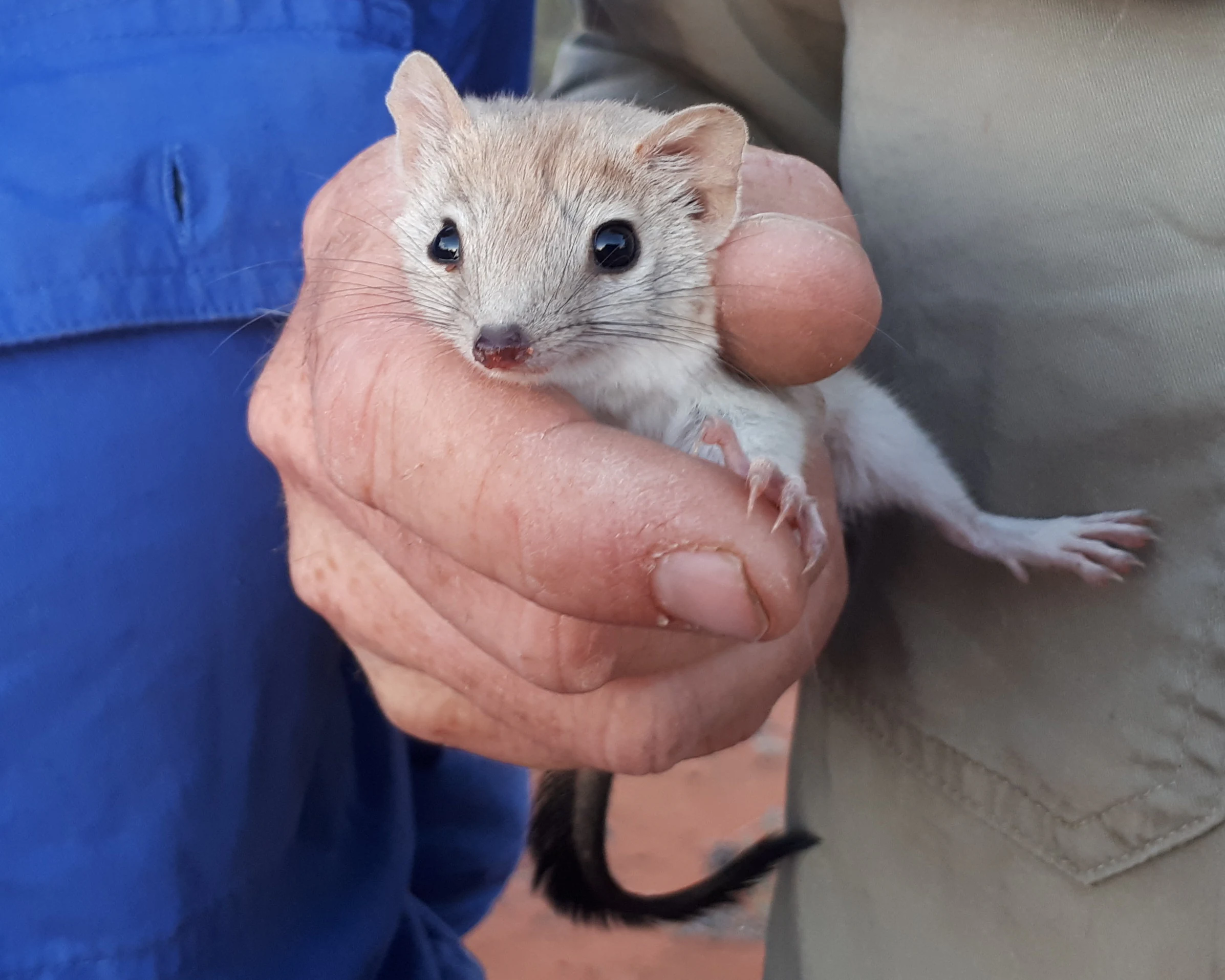 A small brown marsupial with dark eyes and a dark tail being held in a person's hand