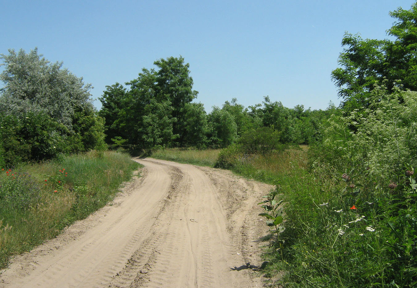 A dirt road with tire tracks surrounded by tall grass and trees under a clear blue sky
