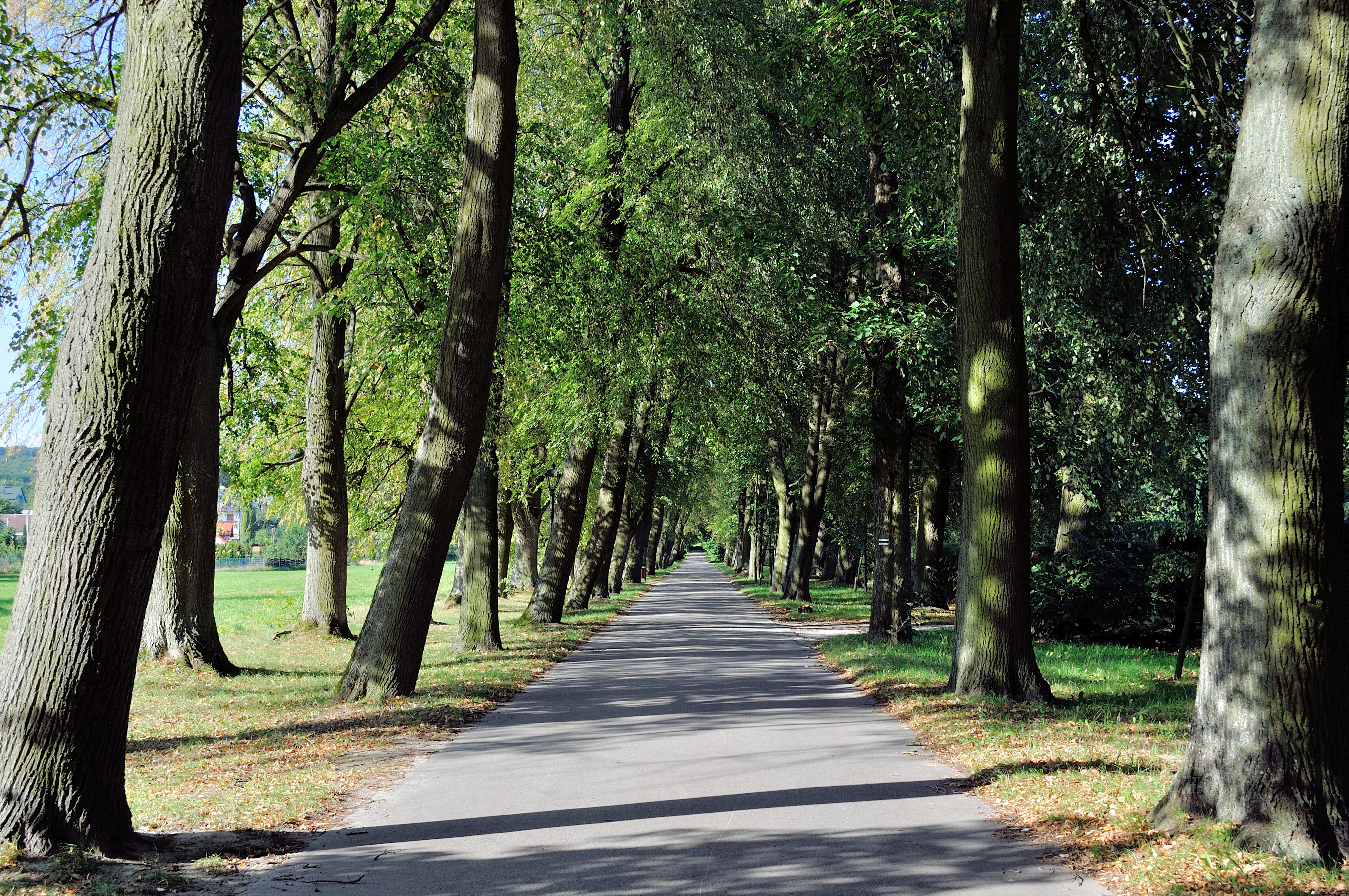 A straight paved path lined with tall, mature linden trees creating a canopy over the walkway.