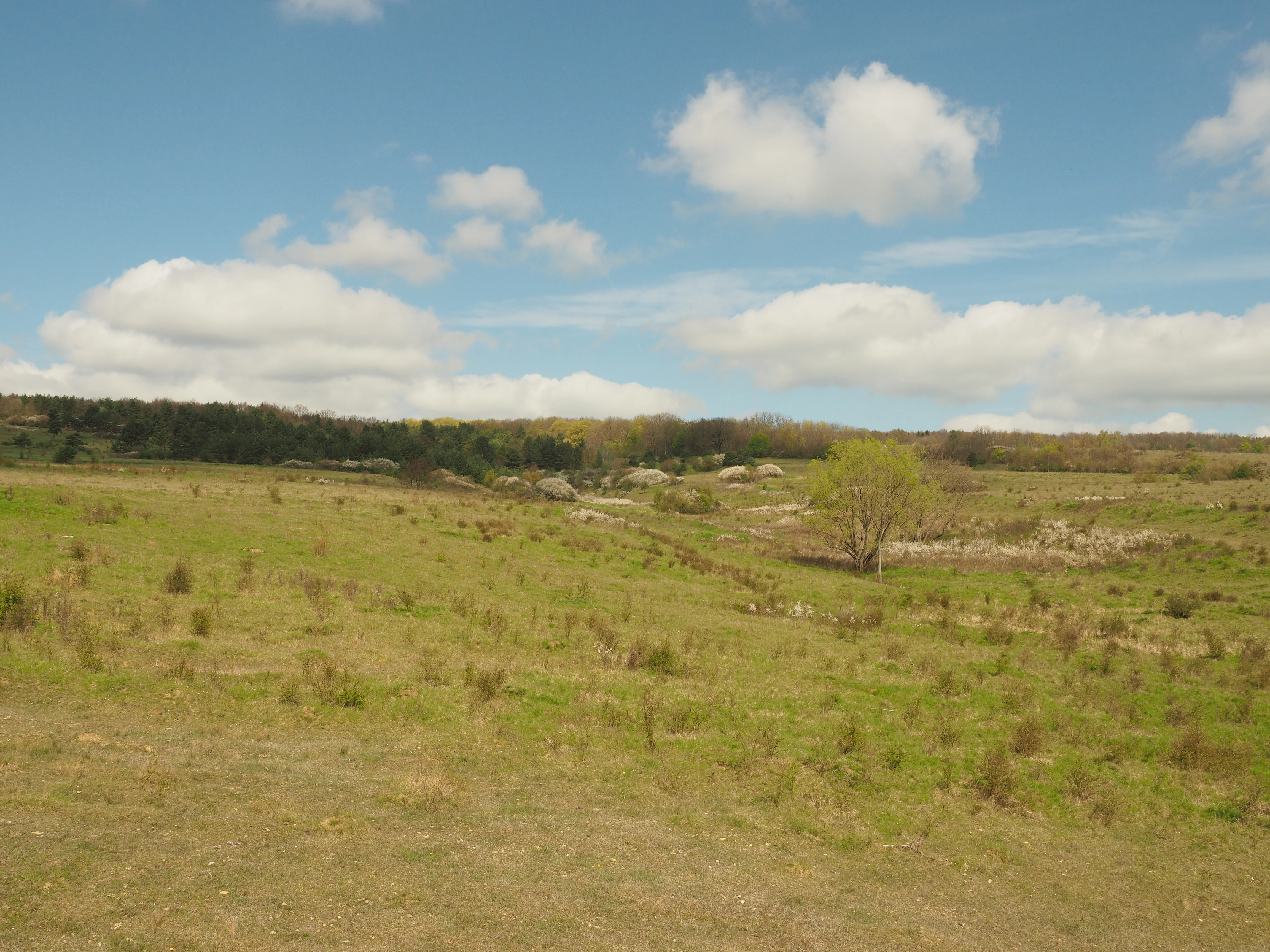 A wide view of a grassy meadow with scattered vegetation under a blue sky with white clouds, bordered by a forested slope in the background.