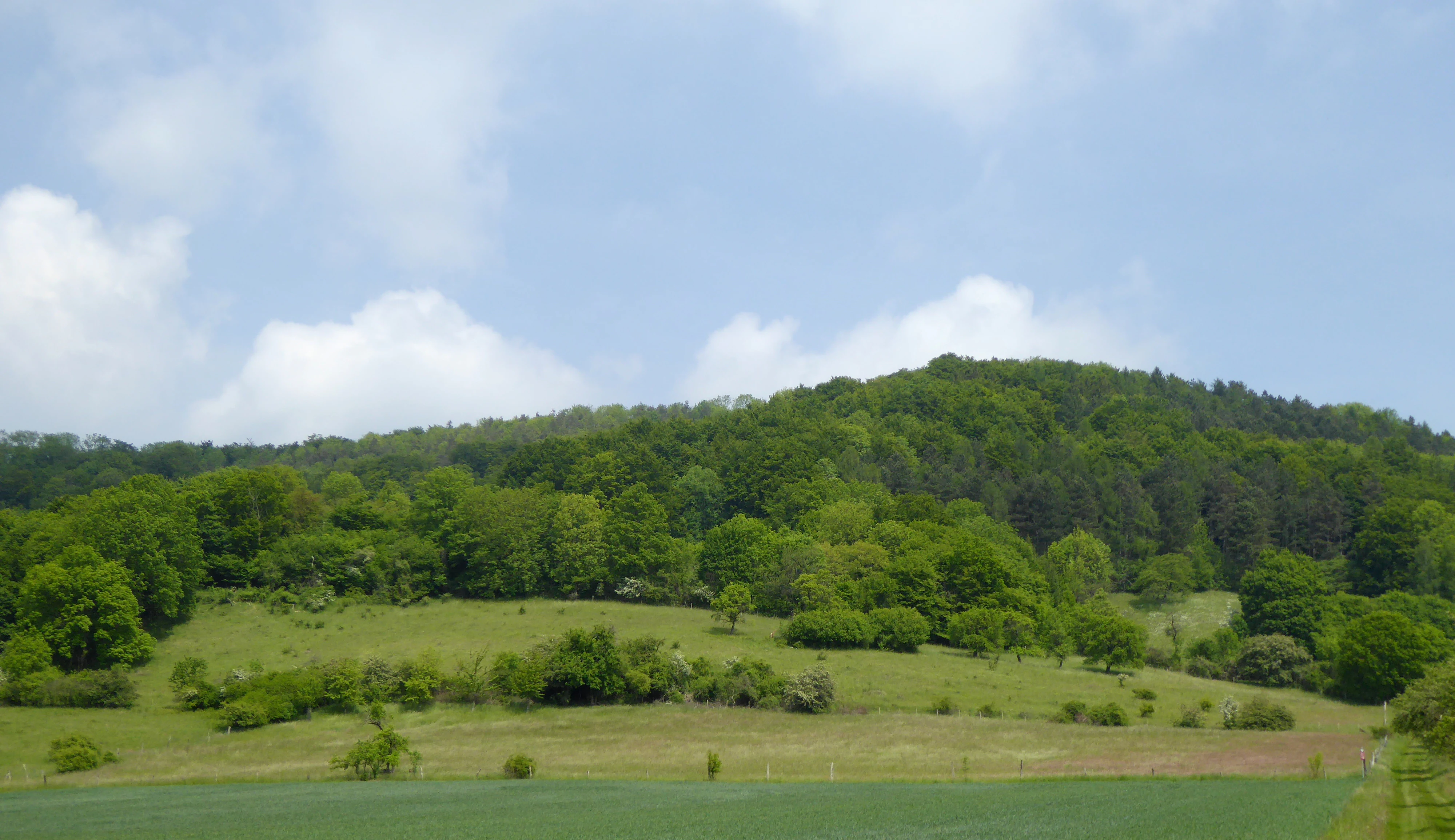 A wide landscape view of rolling green hills covered in forests and meadows under a blue sky with soft clouds.