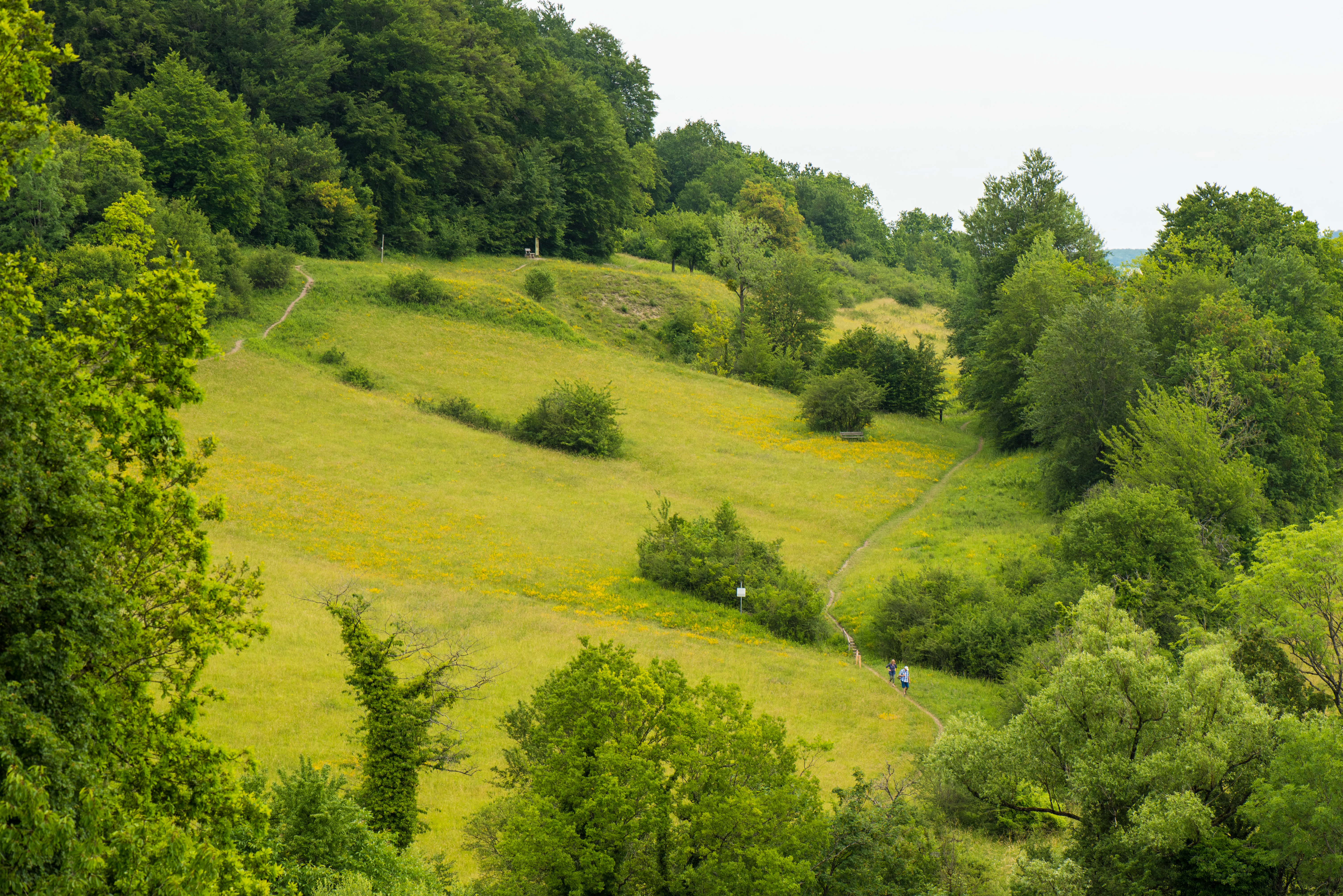 A wide-angle view of a green grassy hillside featuring a narrow hiking trail cutting through the meadow, bordered by dense deciduous forests and small shrubs.