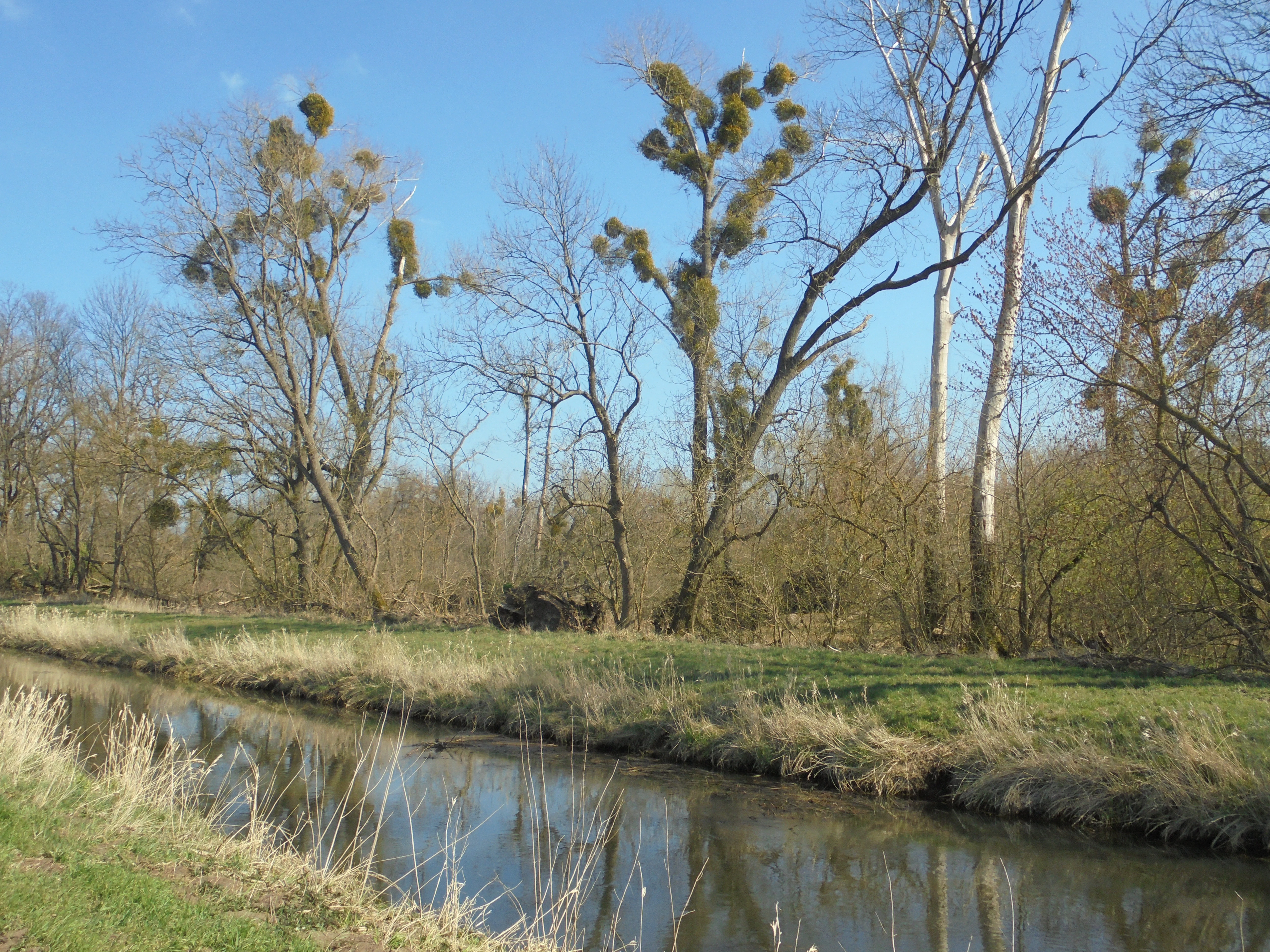 A calm stream flows through a grassy wetland with a riparian forest in the background, featuring bare-branched deciduous trees infested with mistletoe clusters under a clear blue sky.