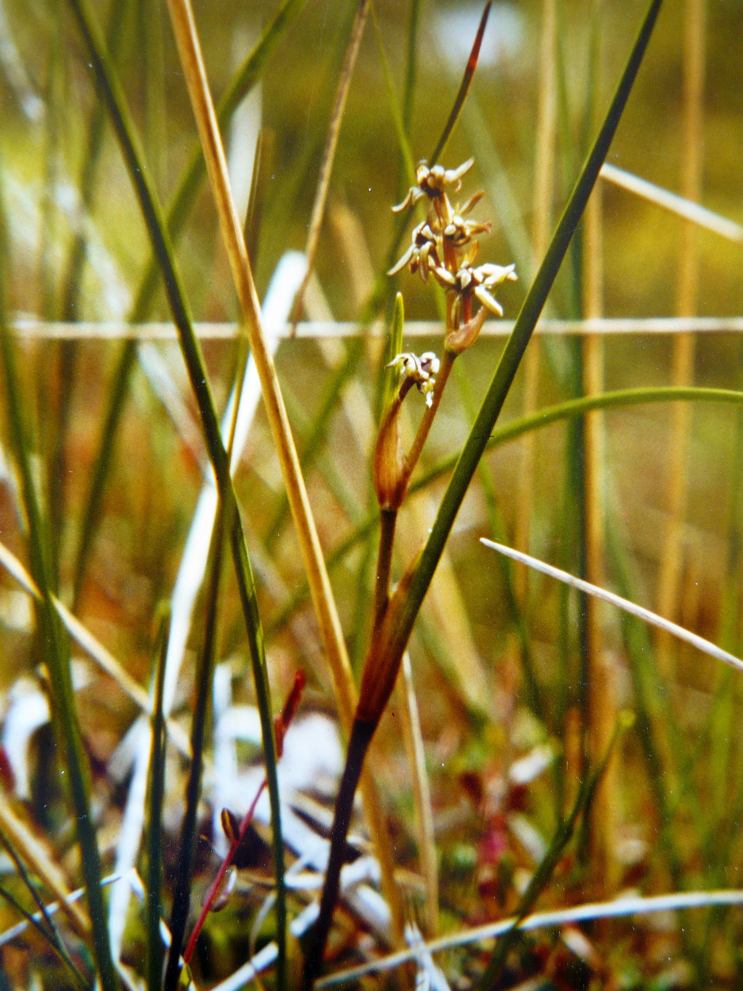 A close-up view of the Rannoch-rush, Scheuchzeria palustris, showing its slender stems and small, light-colored flowers set against a background of green and brown moorland grasses.