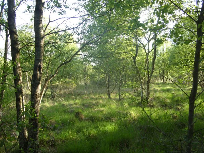 Sunlight filters through trees in a marshy woodland setting with green grass on the forest floor.