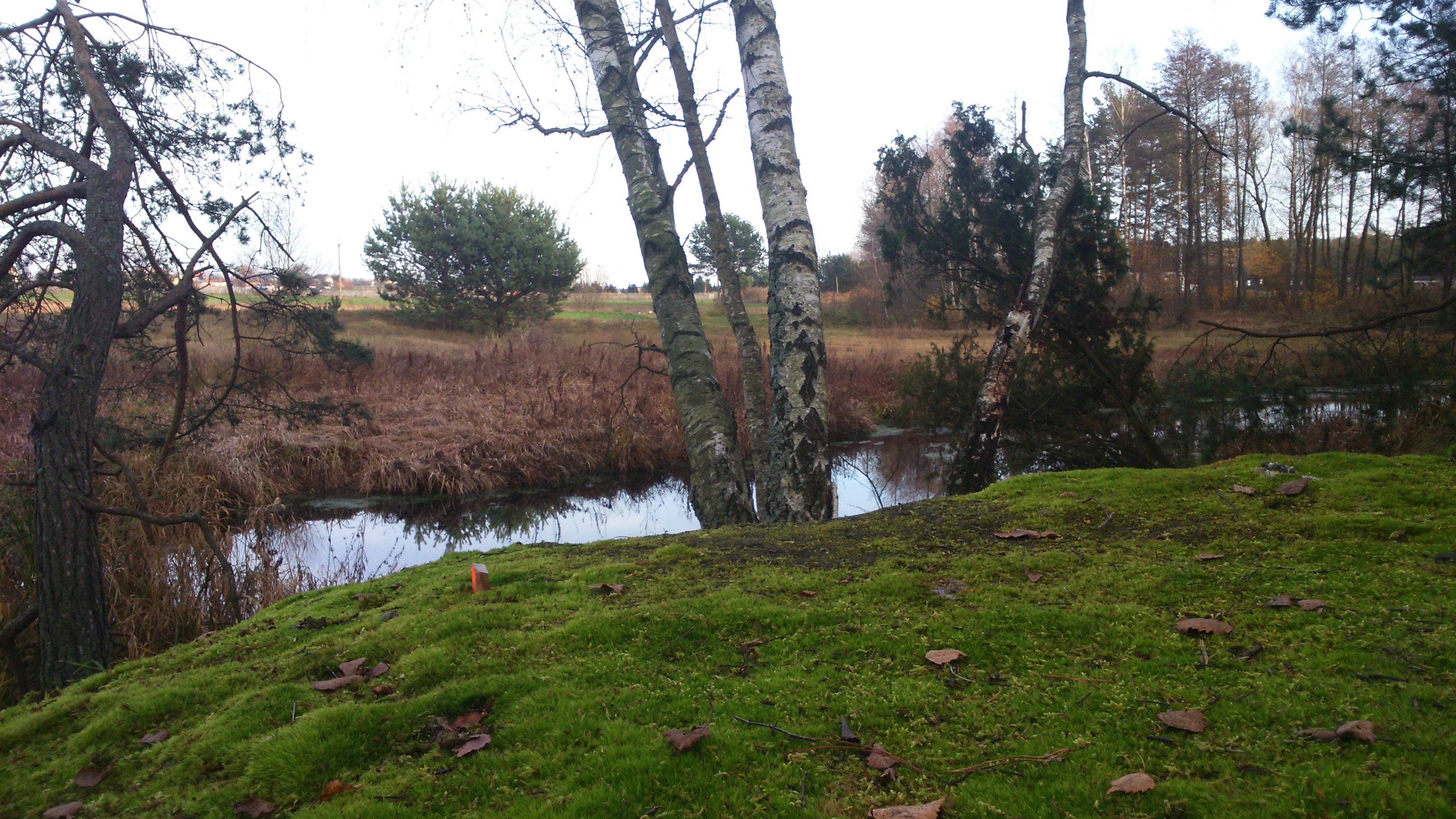 A small, quiet stream winds through a green, moss-covered bank with birch and pine trees in the foreground and a field in the distance.