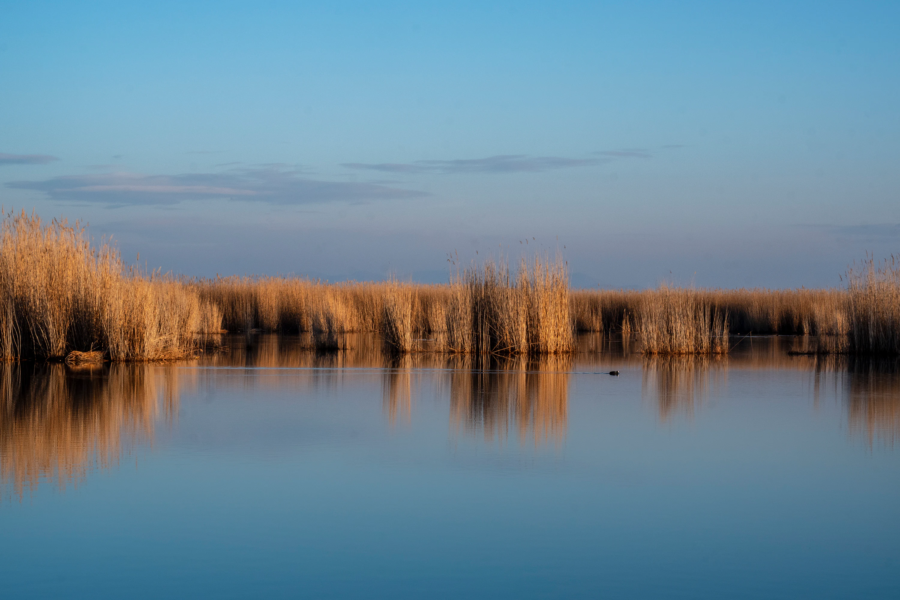 Calm lake surrounded by tall reeds reflecting in the water under a clear blue sky