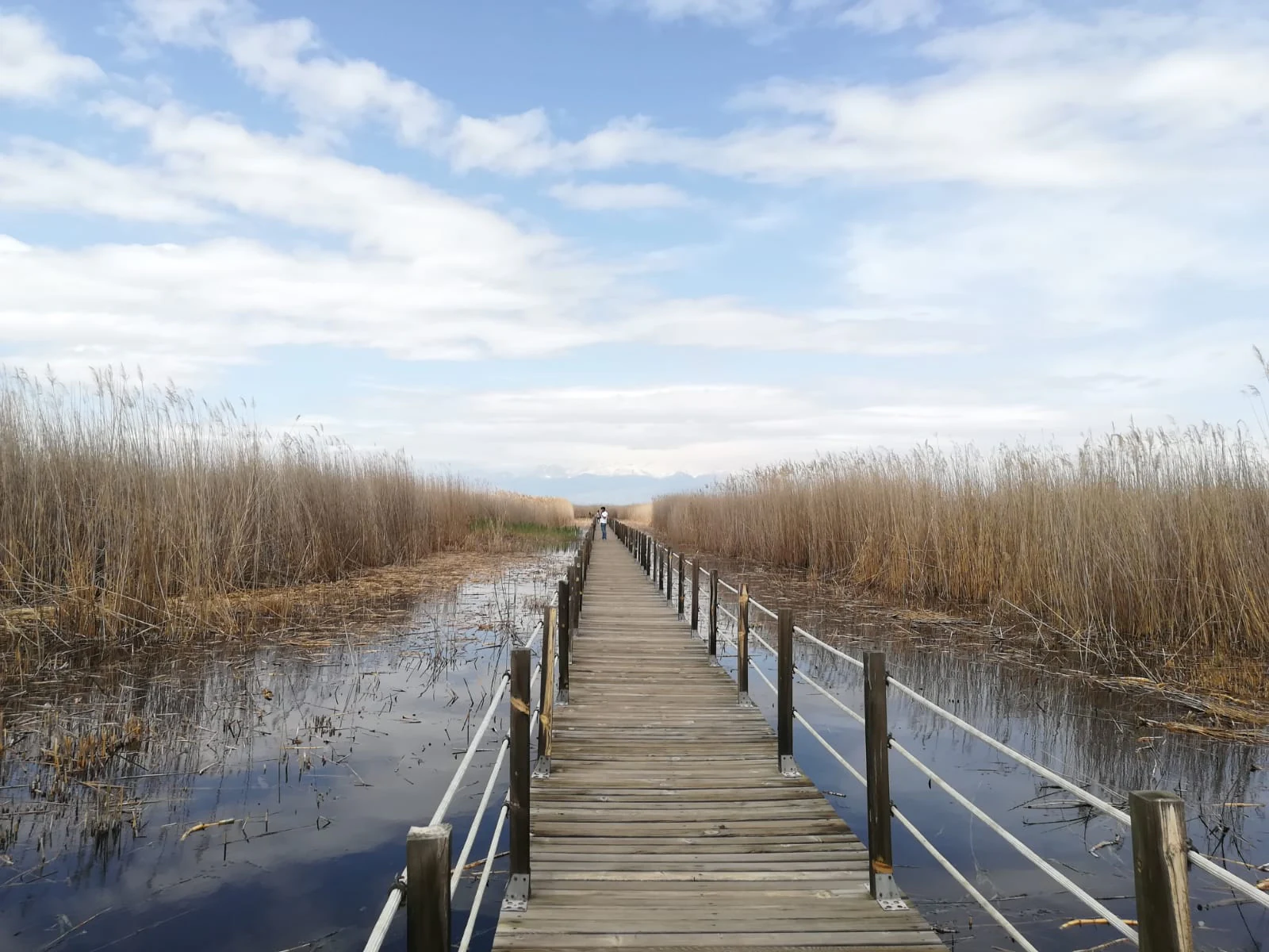 Wooden boardwalk extending through wetland area with tall reeds on both sides under partly cloudy sky